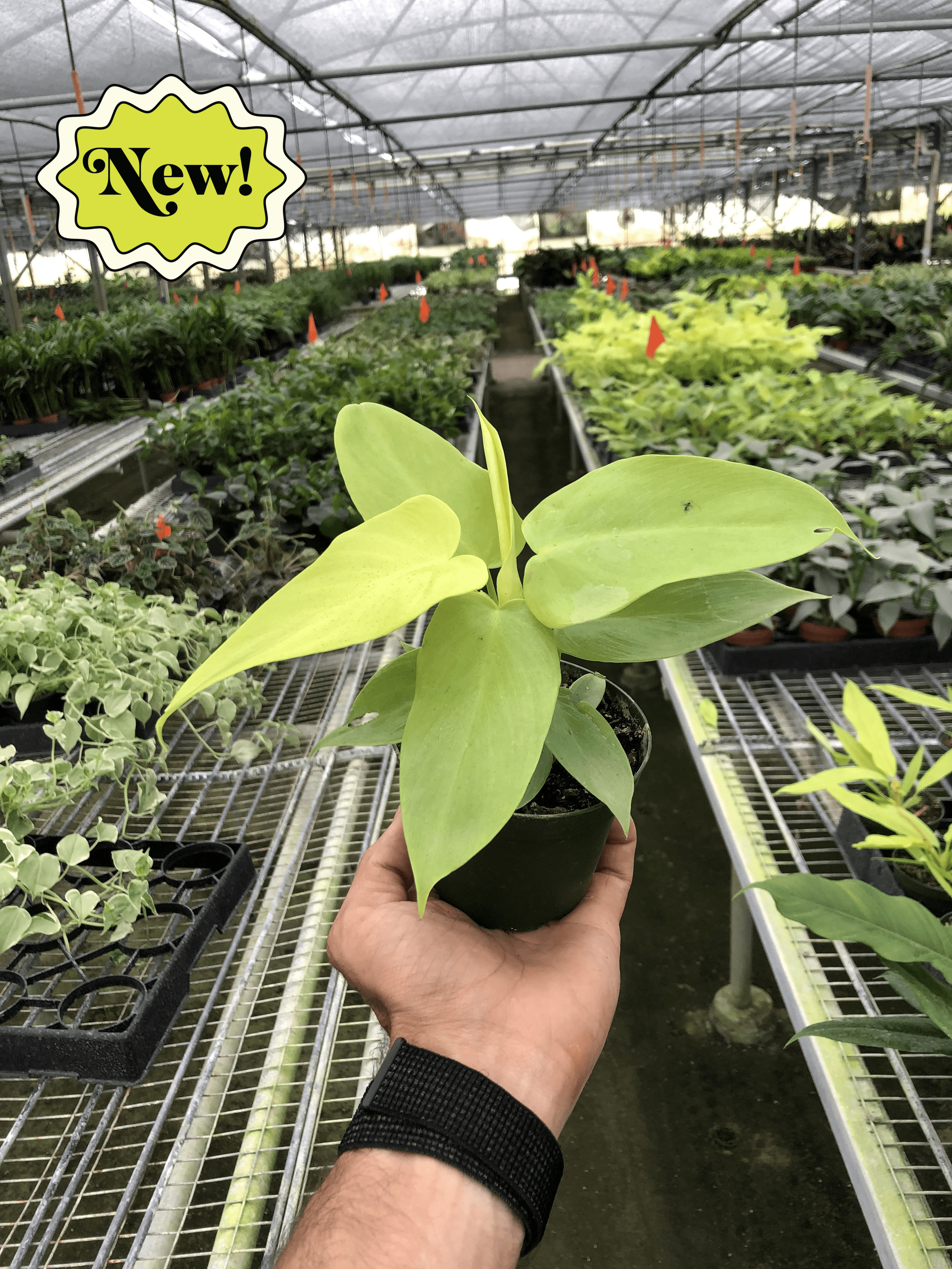 A hand nurturing a plant in a nearby greenhouse.