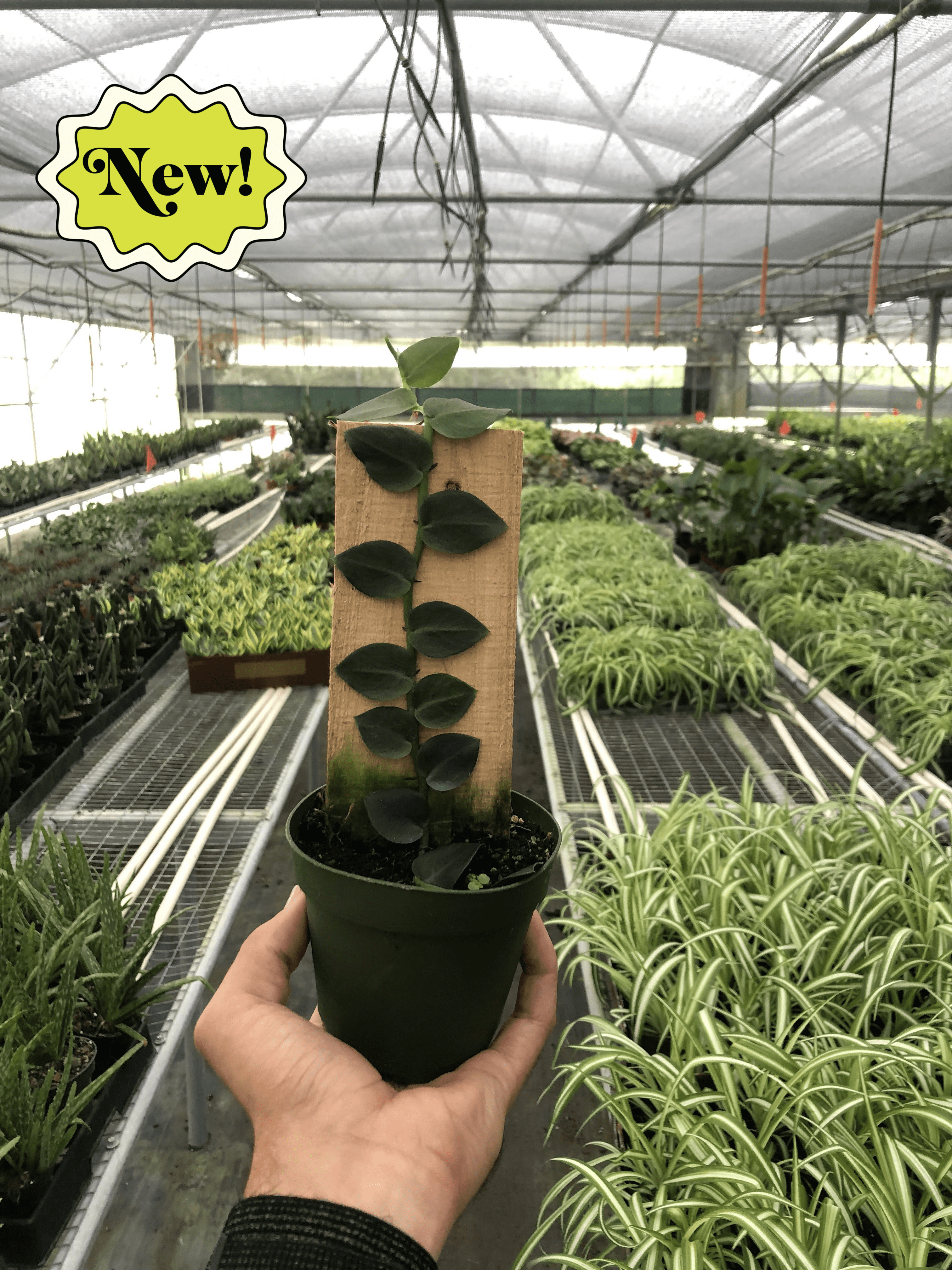 A person holding a potted plant in a greenhouse at the best nursery near me.