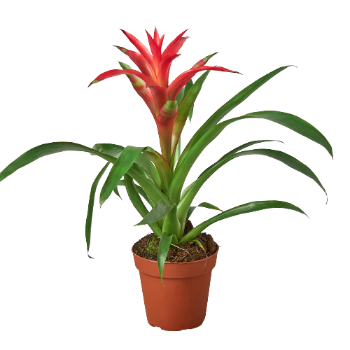 A red plant in a pot on a black background at one of the best plant nurseries near me.