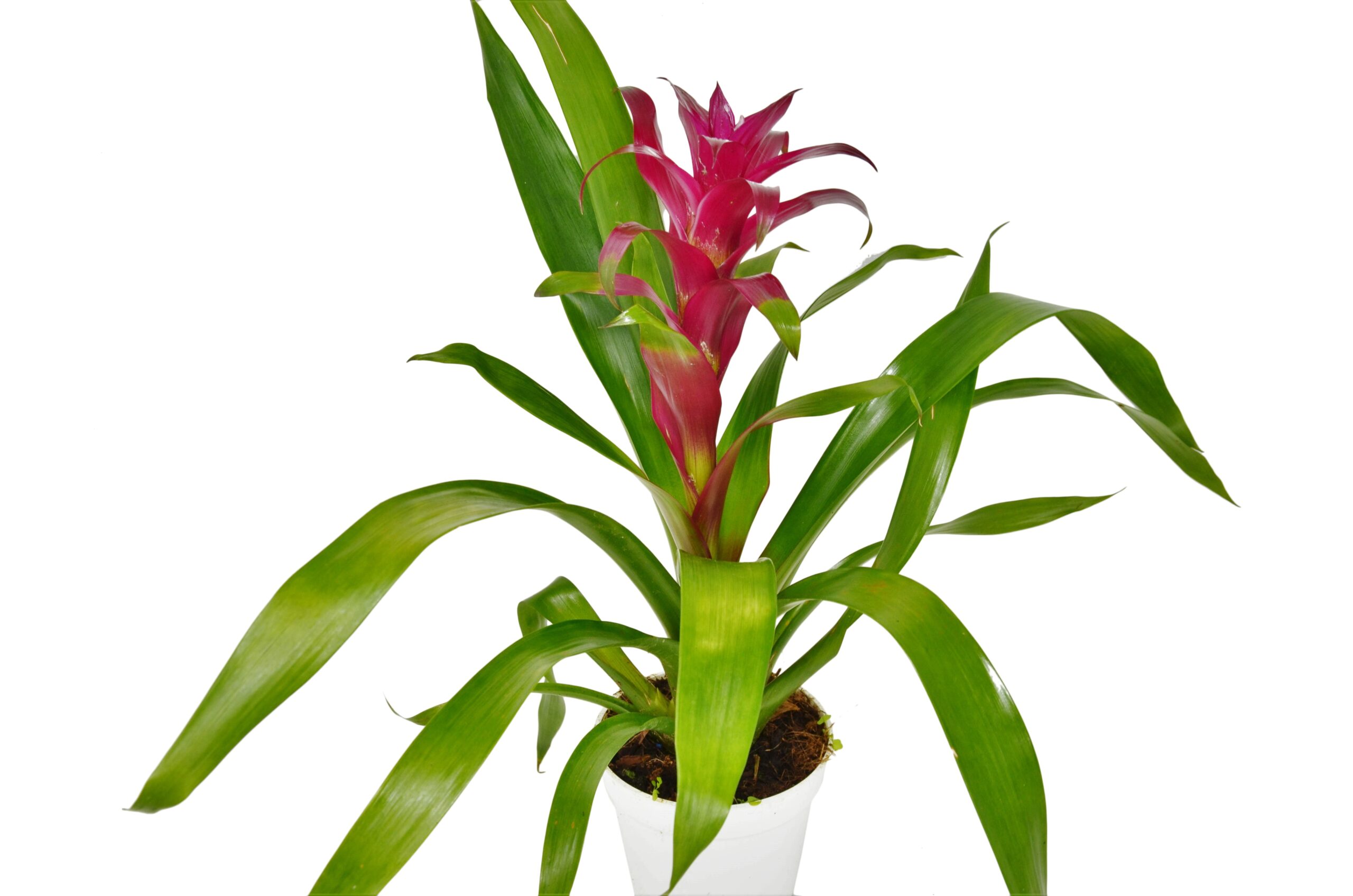 A pink flower in a white pot on a white background, showcased beautifully at one of the best garden centers near me.