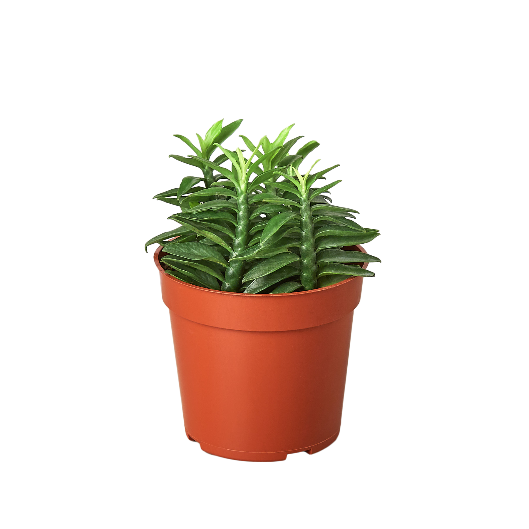 A plant in a red pot on a white surface, available at the best plant nursery near me.