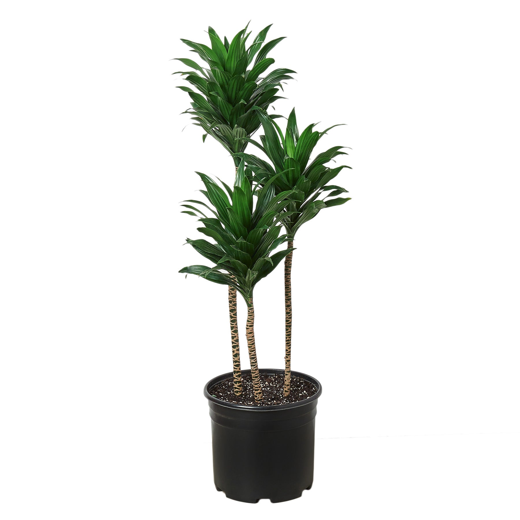 Three plants in a black pot on a white background at one of the top garden centers near me.