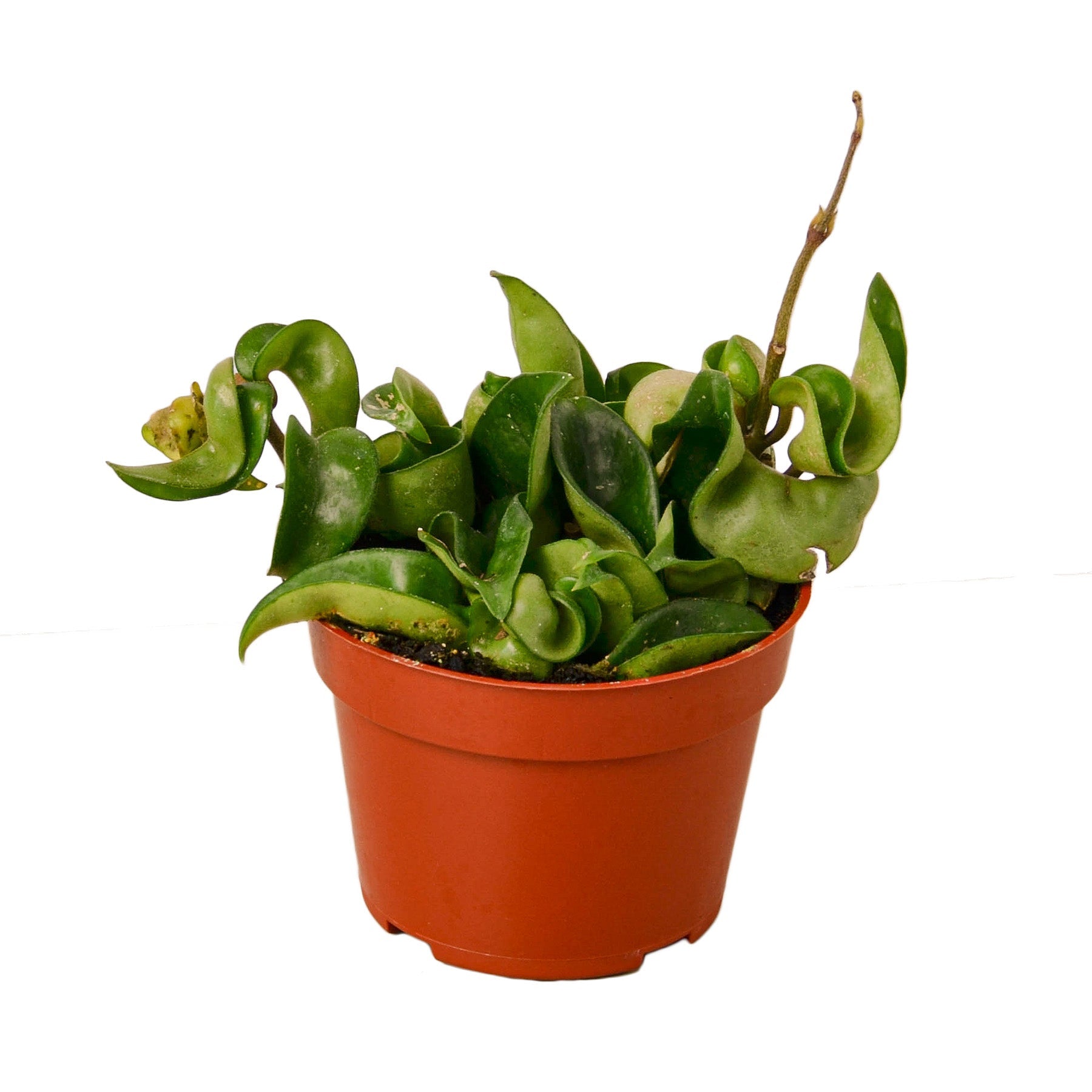 A plant in a red pot on a white background in one of the best garden nurseries near me.