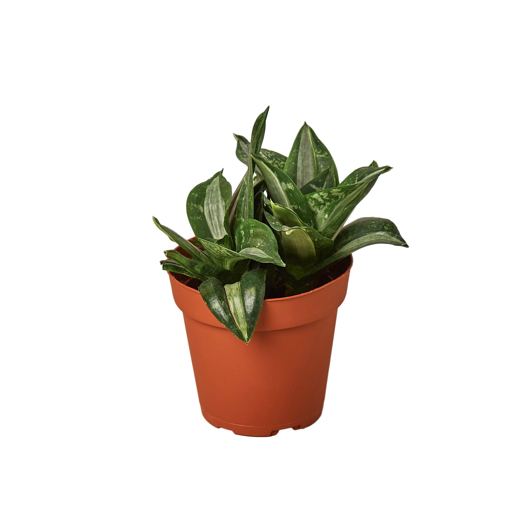 A snake plant in a pot on a white background, purchased from one of the best plant nurseries near me.