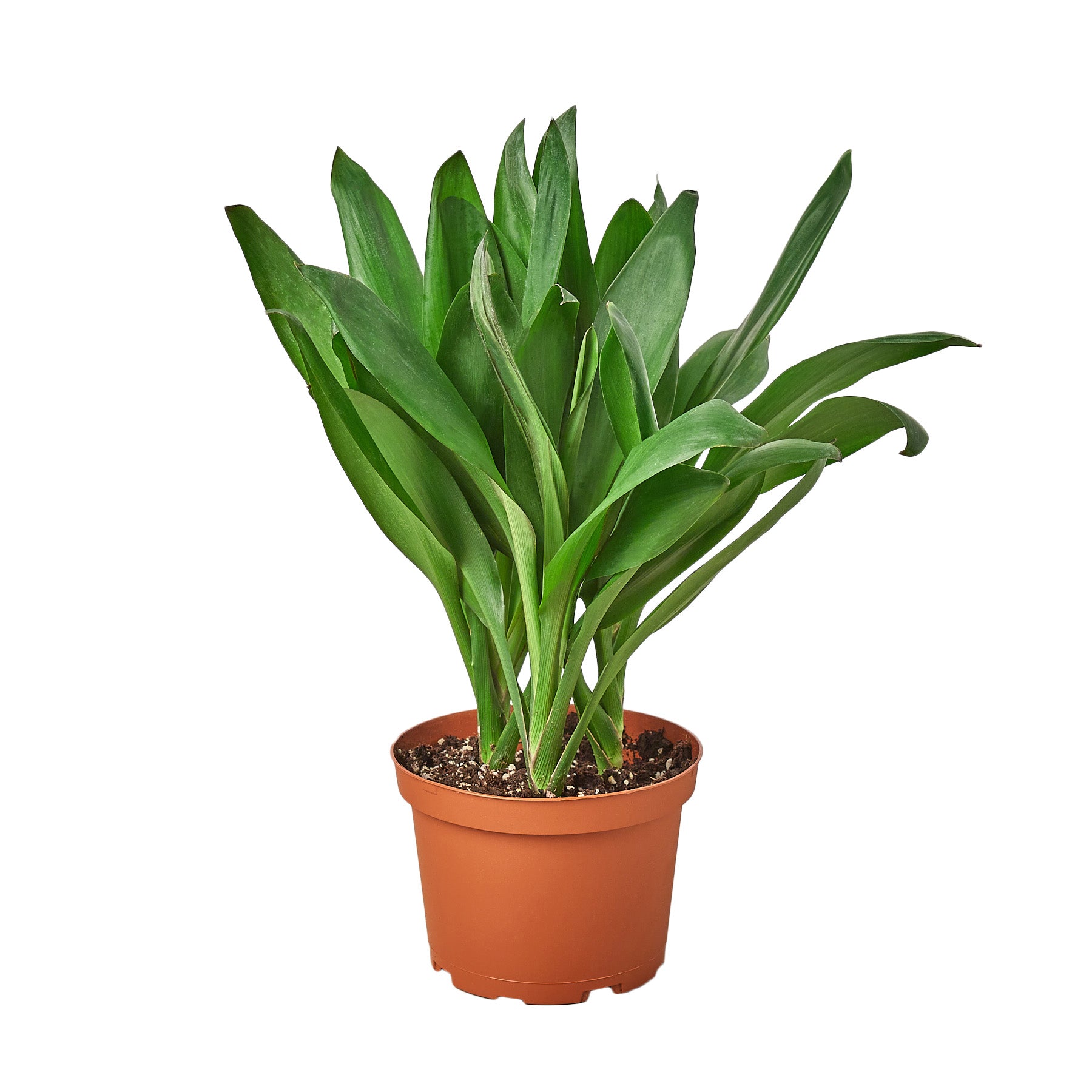 A potted plant with green leaves on a white background. Best garden center near me.