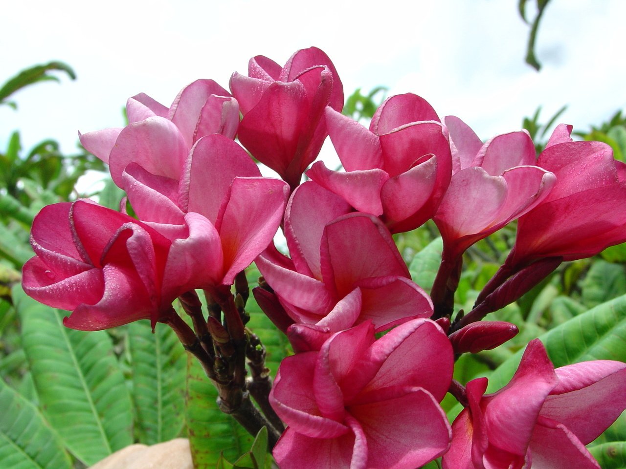 A bunch of pink flowers with green leaves at the best garden center near me.