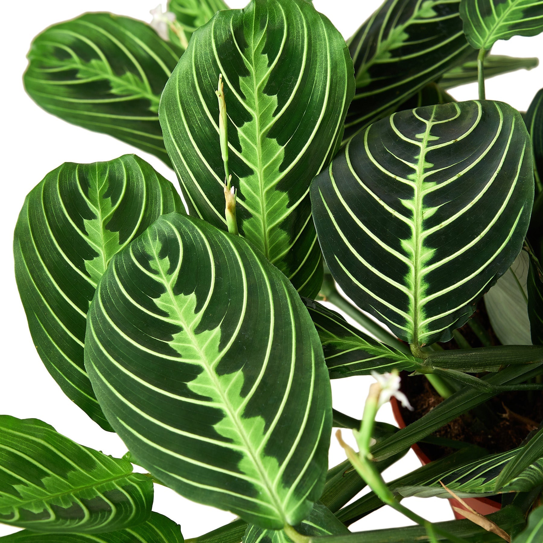 A plant with green leaves in a pot on a white background at the best garden center near me.