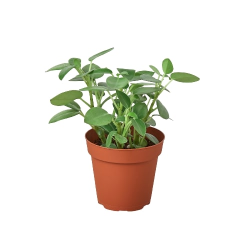 A small plant in a pot on a white background at the best garden nursery near me.