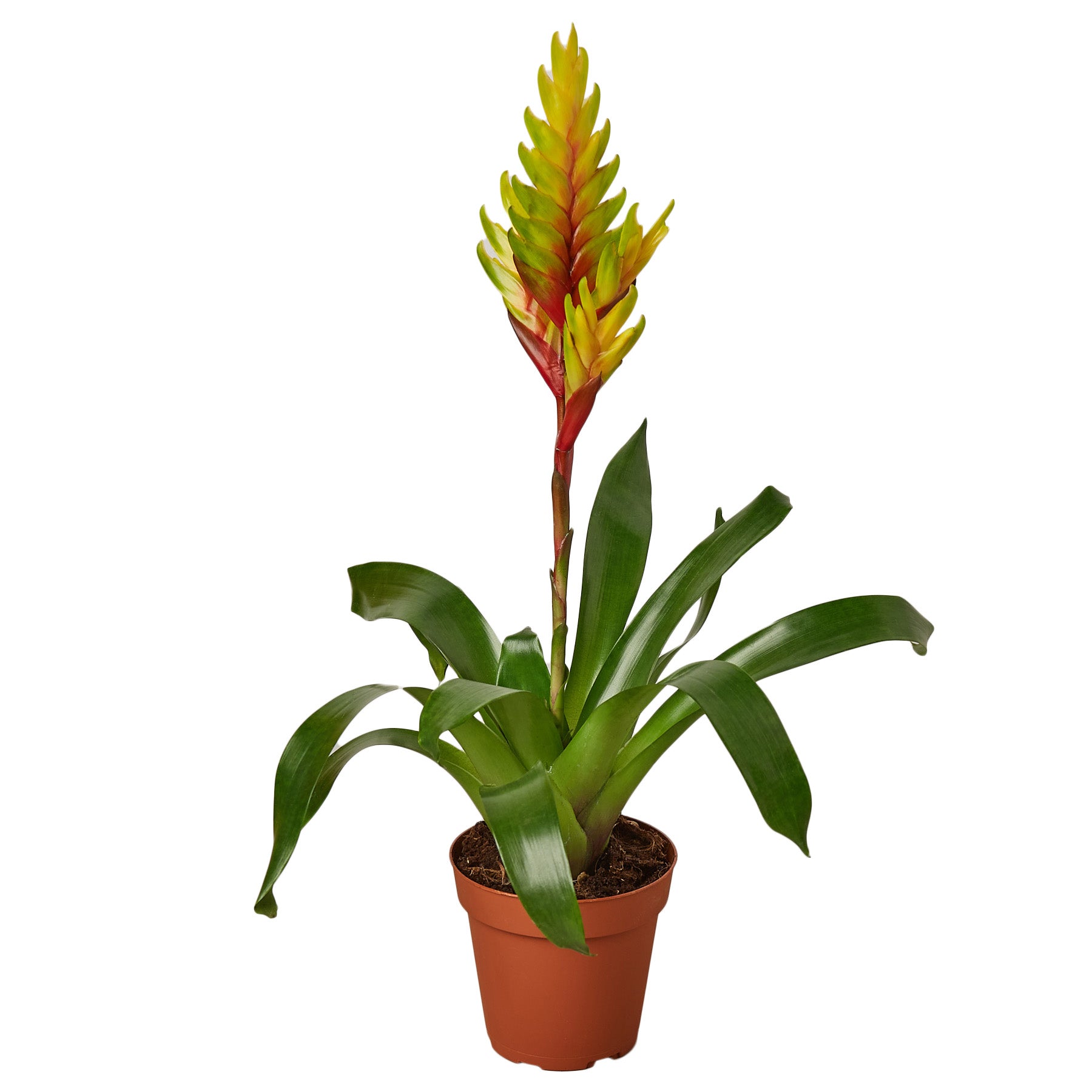 A tropical plant in a pot on a white background, sourced from the best garden nursery near me.