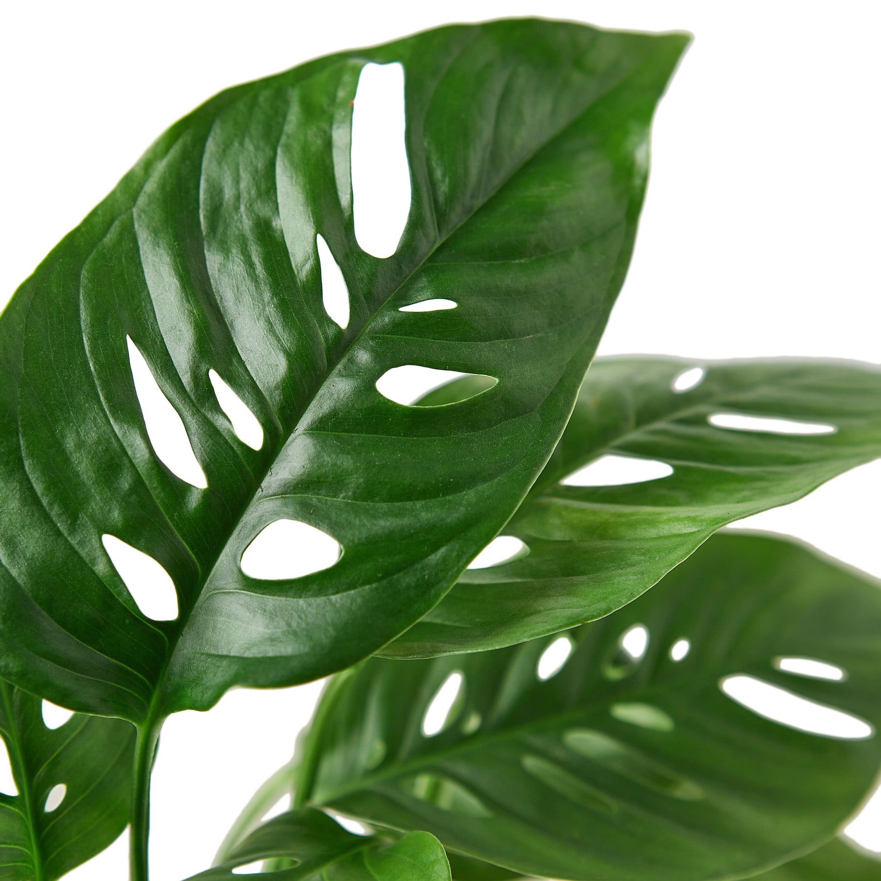 A close-up of a vibrant green monstera leaf, showcasing its intricate patterns and textures.