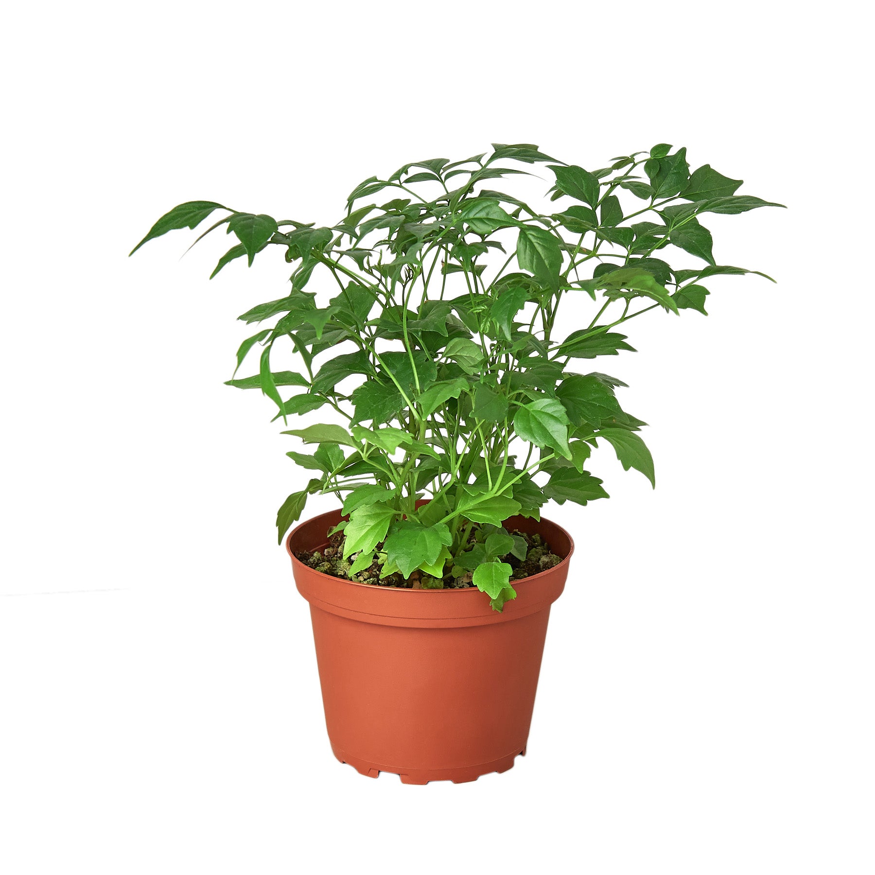 A small plant in a pot on a white background at a top garden center near me.