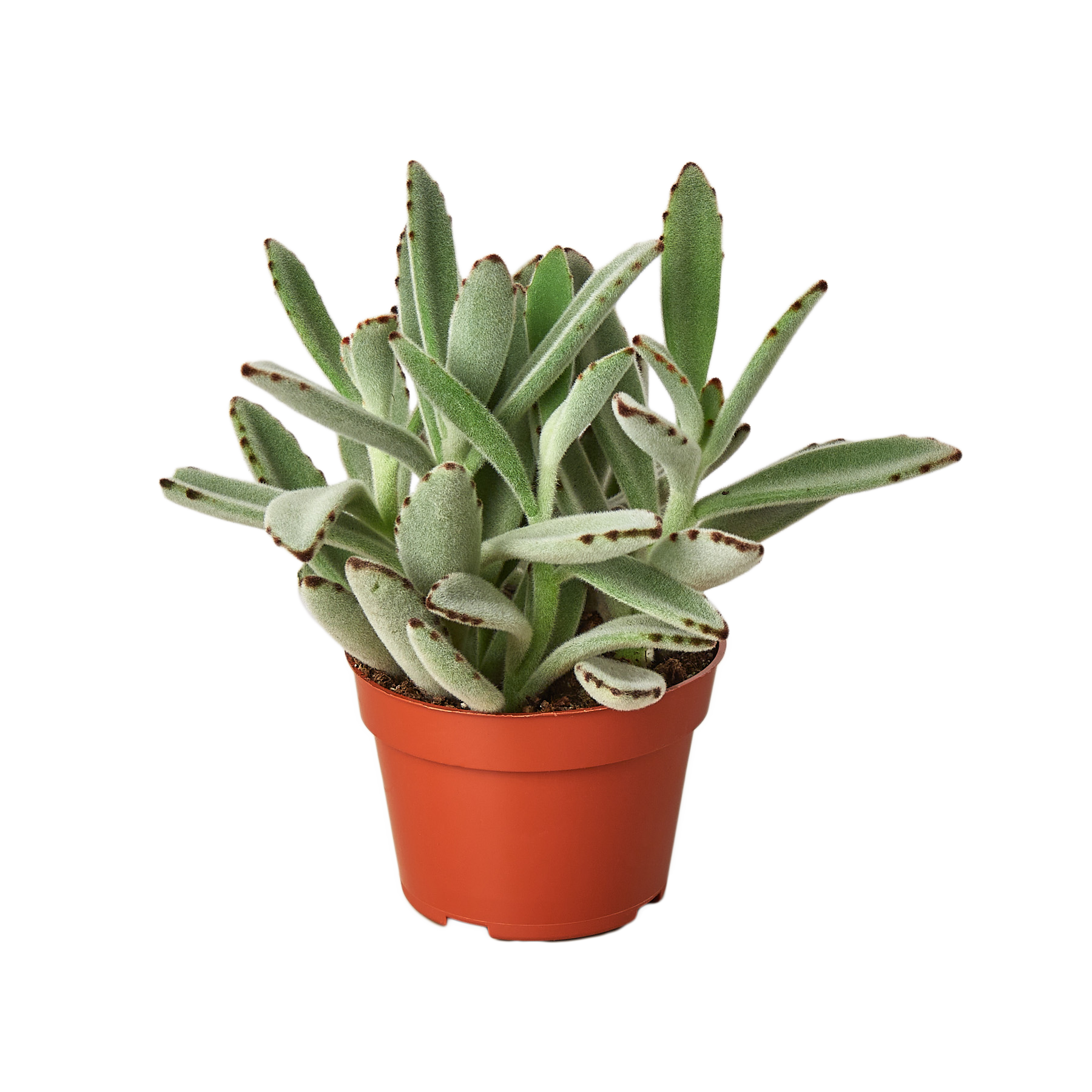 A small plant in a red pot on a table at one of the best garden centers near me.