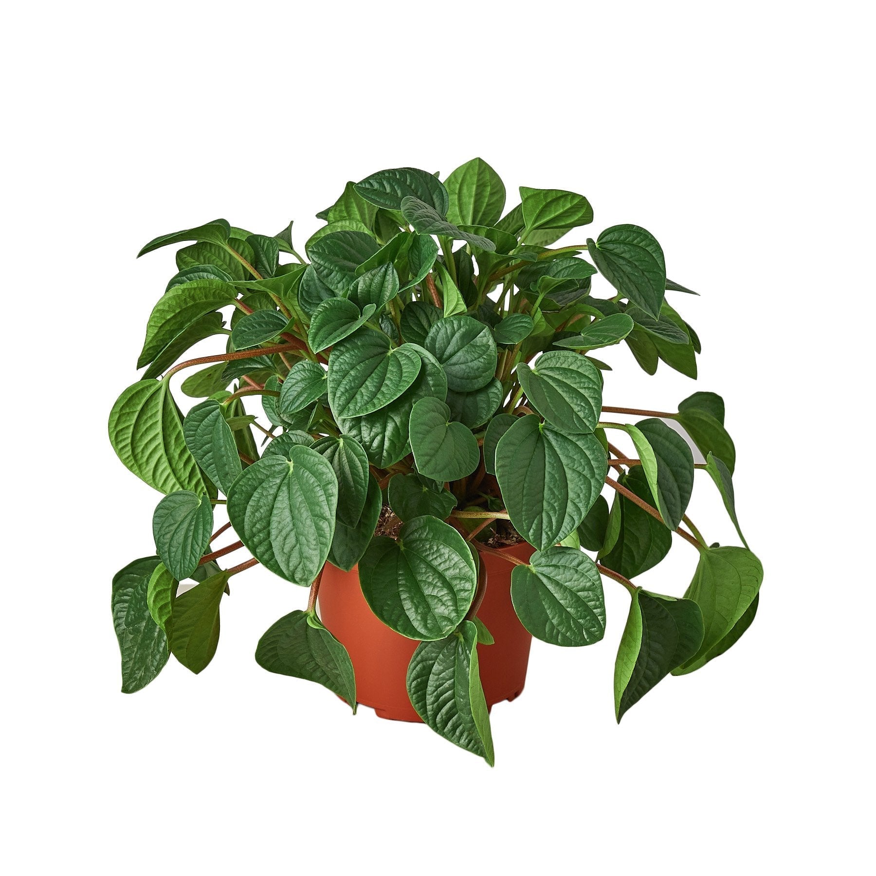 A lush potted plant with green leaves on a pristine white background from one of the top garden centers near me.