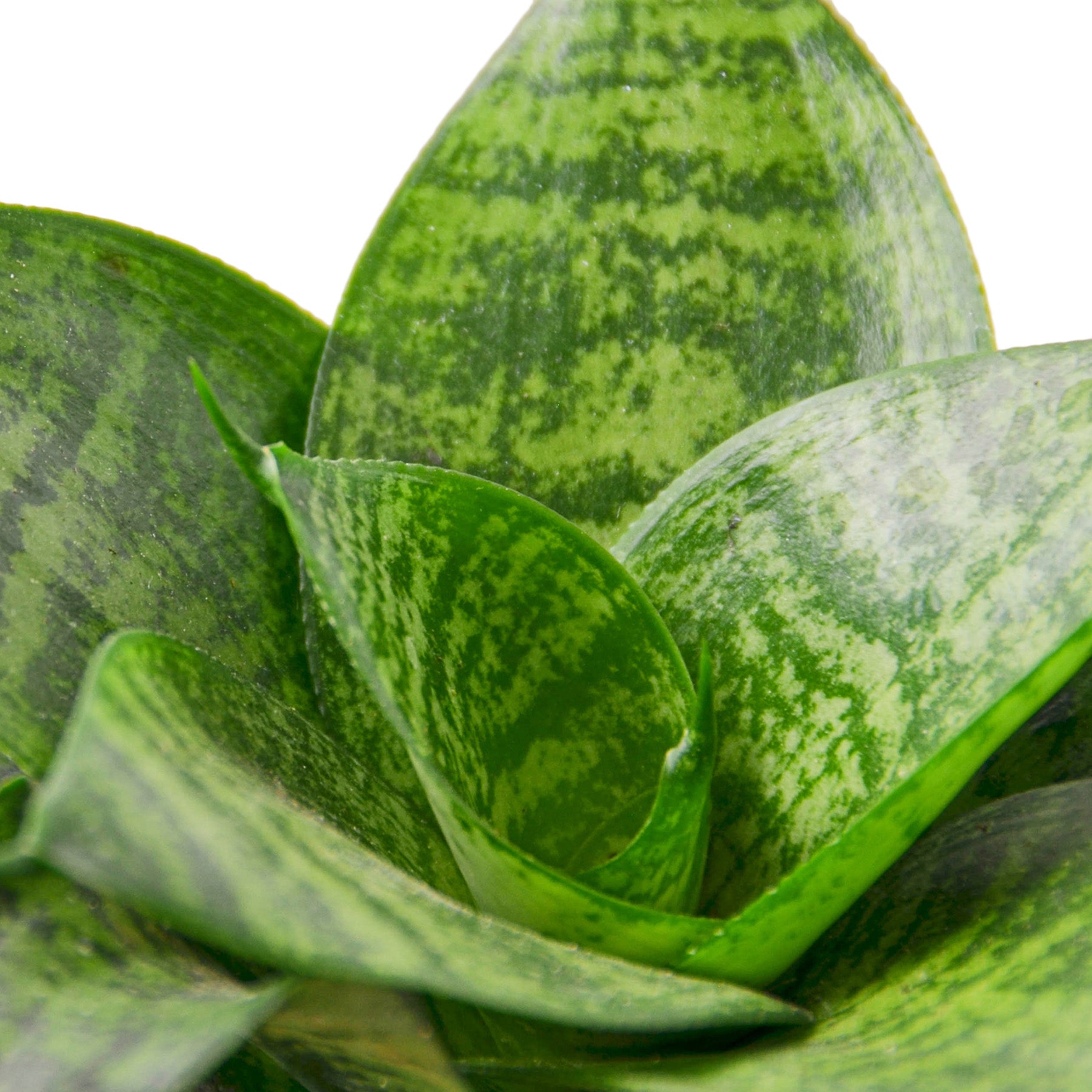 A close up of a plant with green leaves at one of the best garden centers near me.