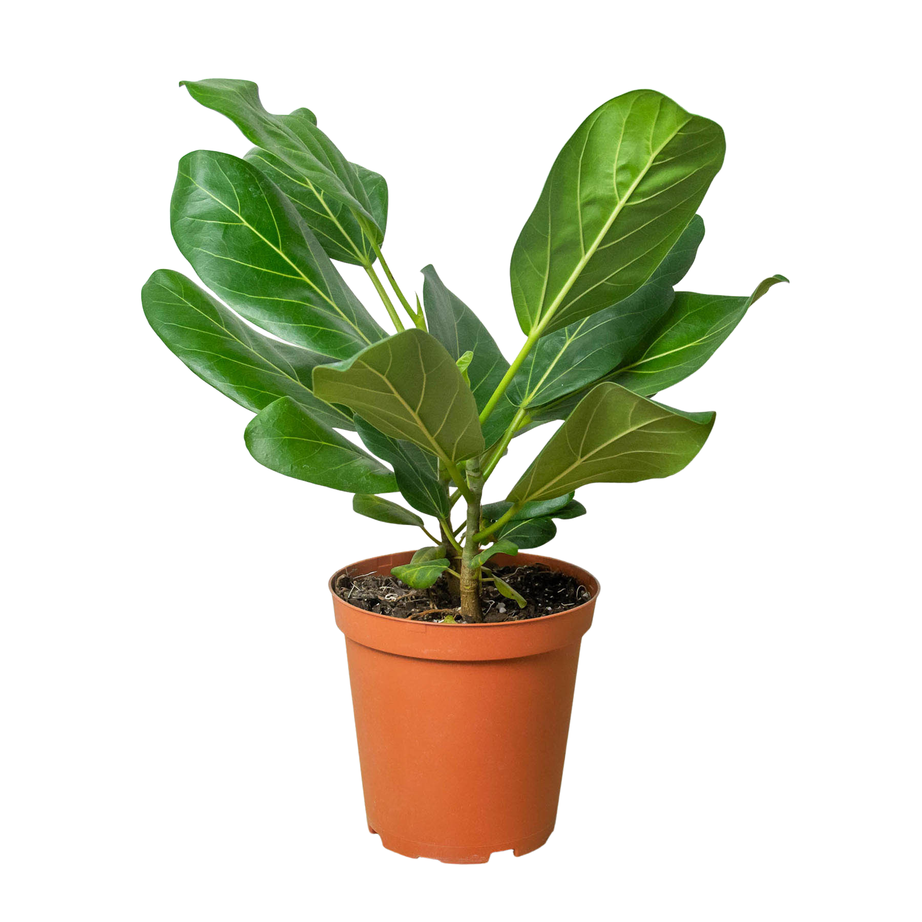 A white-backgrounded potted plant from one of the best plant nurseries near me.