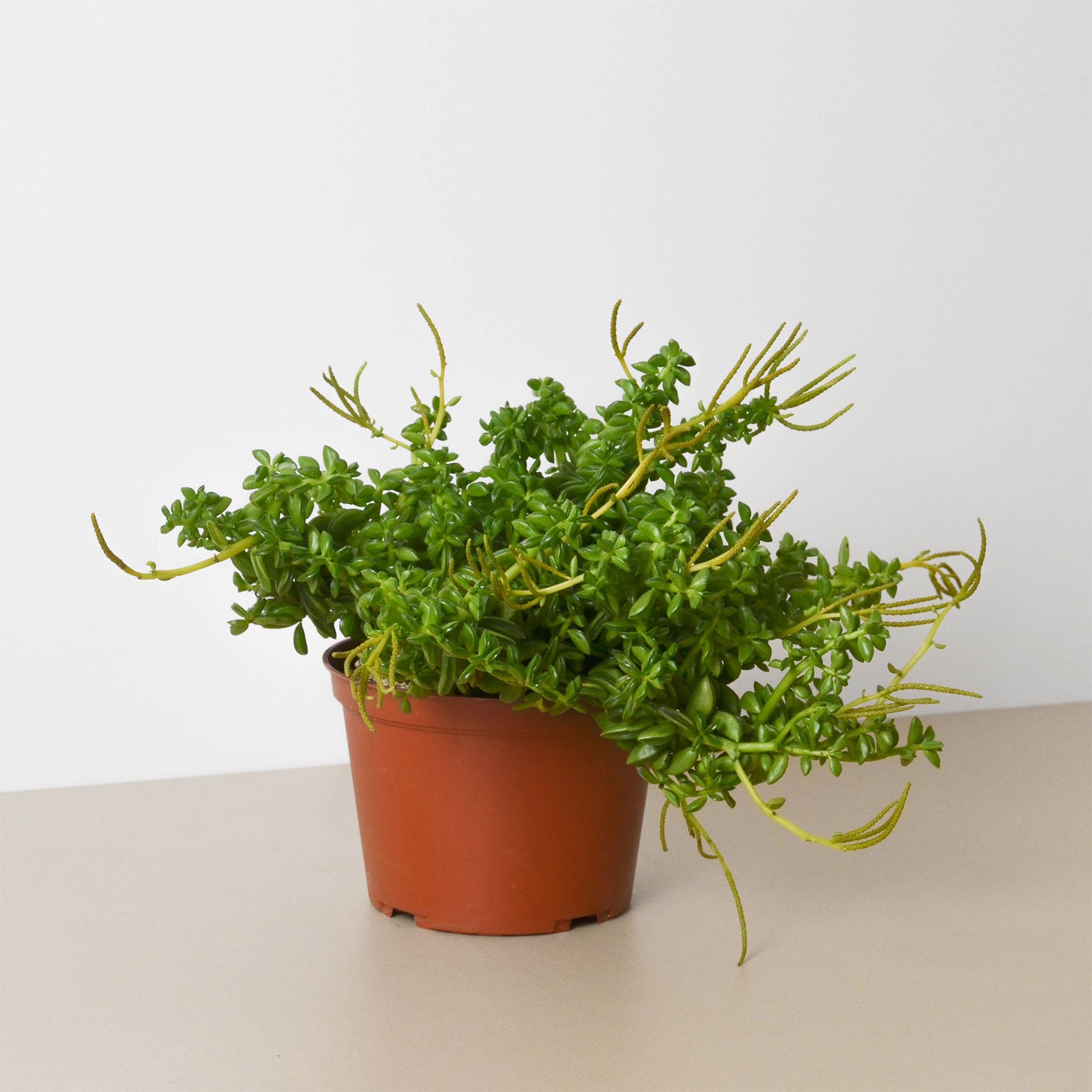 A small plant in a pot on a table at the best garden center near me.