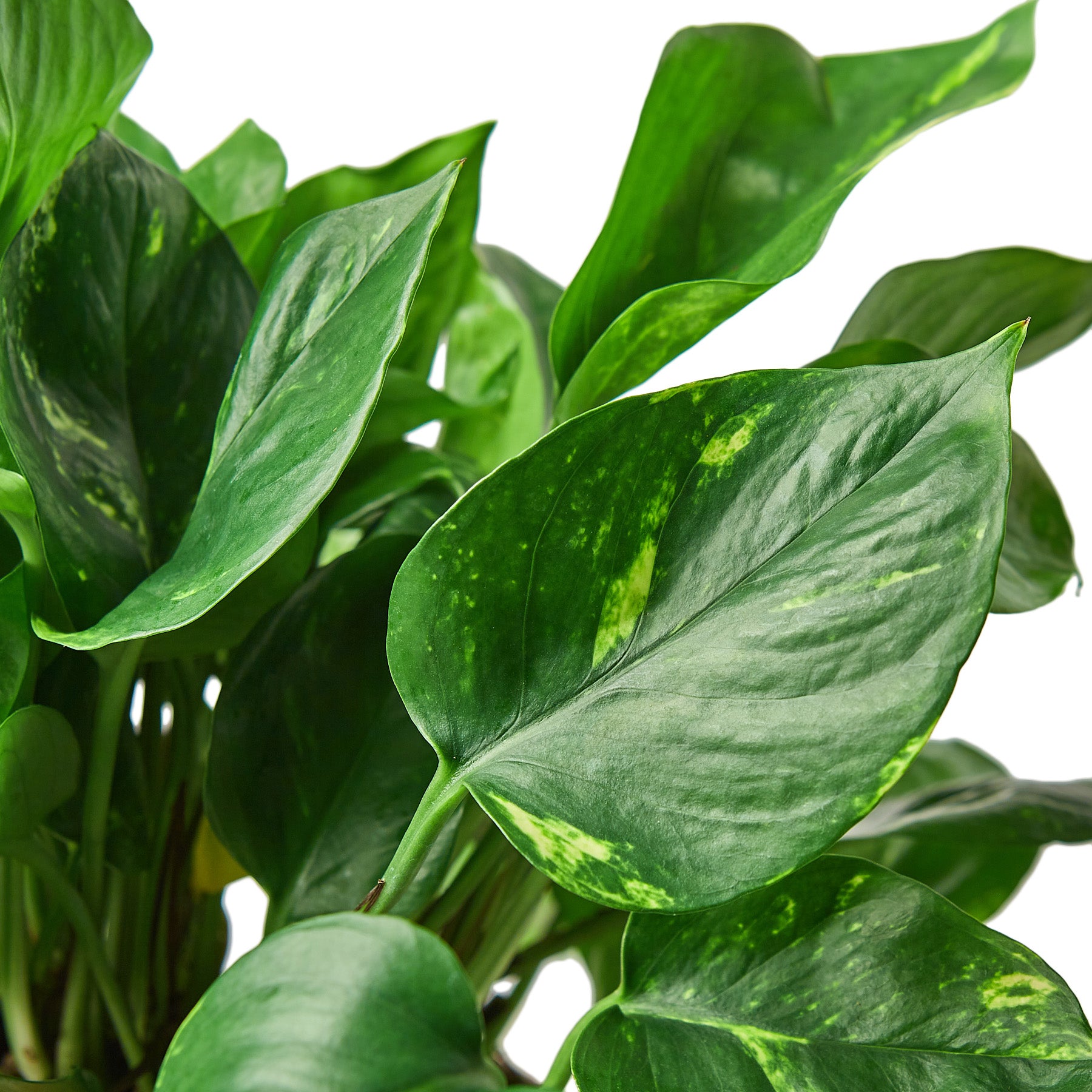 A plant in a pot with green leaves on a white background.