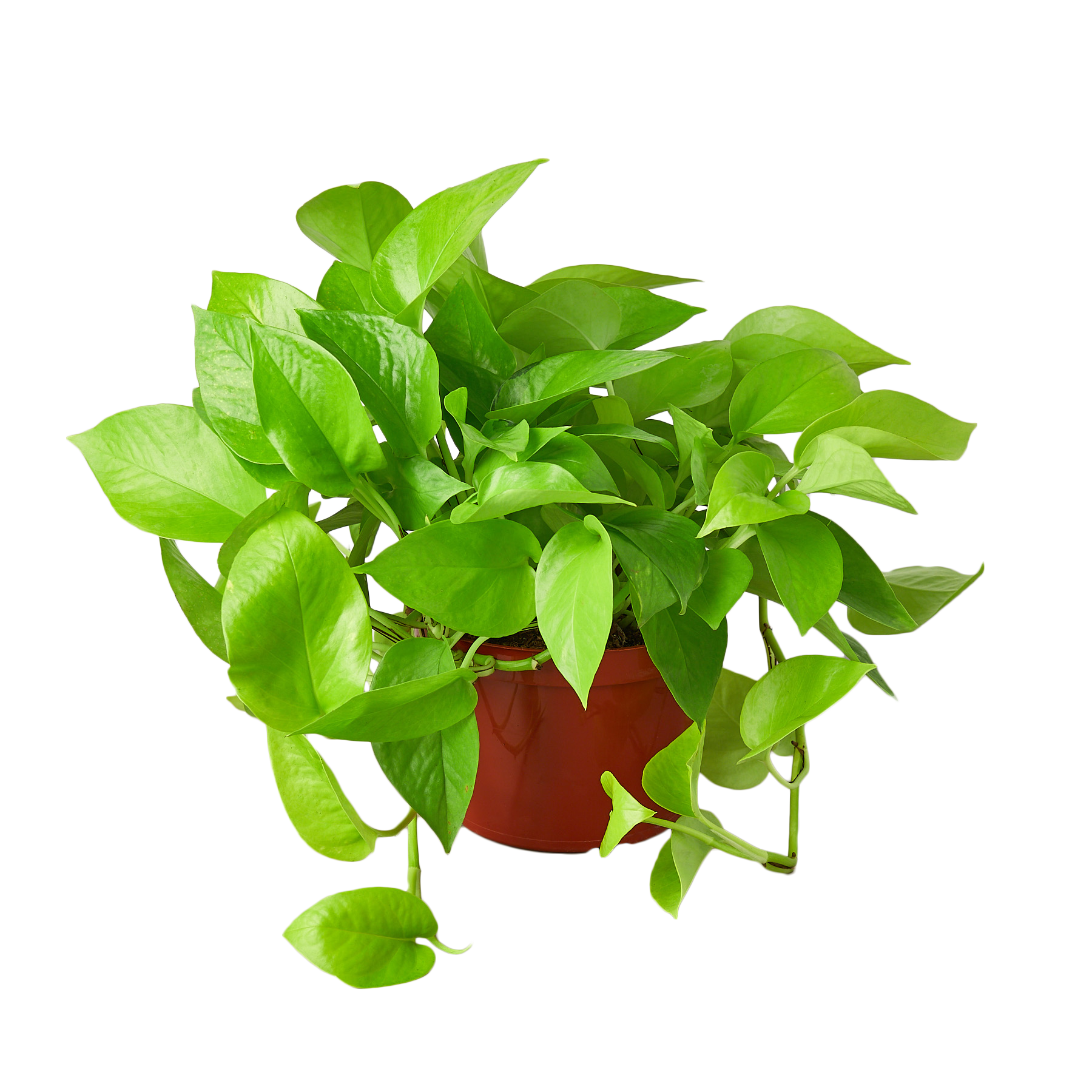 A green plant in a red pot on a table at the best plant nursery near me.