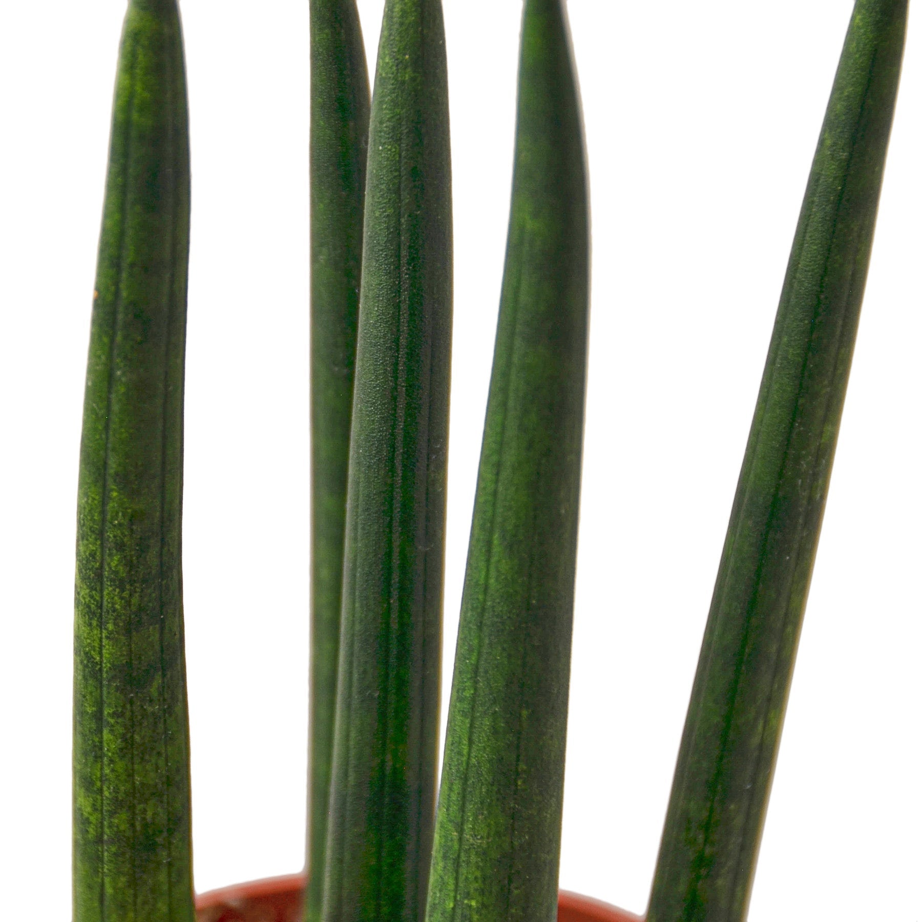 A group of green plants in a pot on a white background at one of the best garden centers near me.