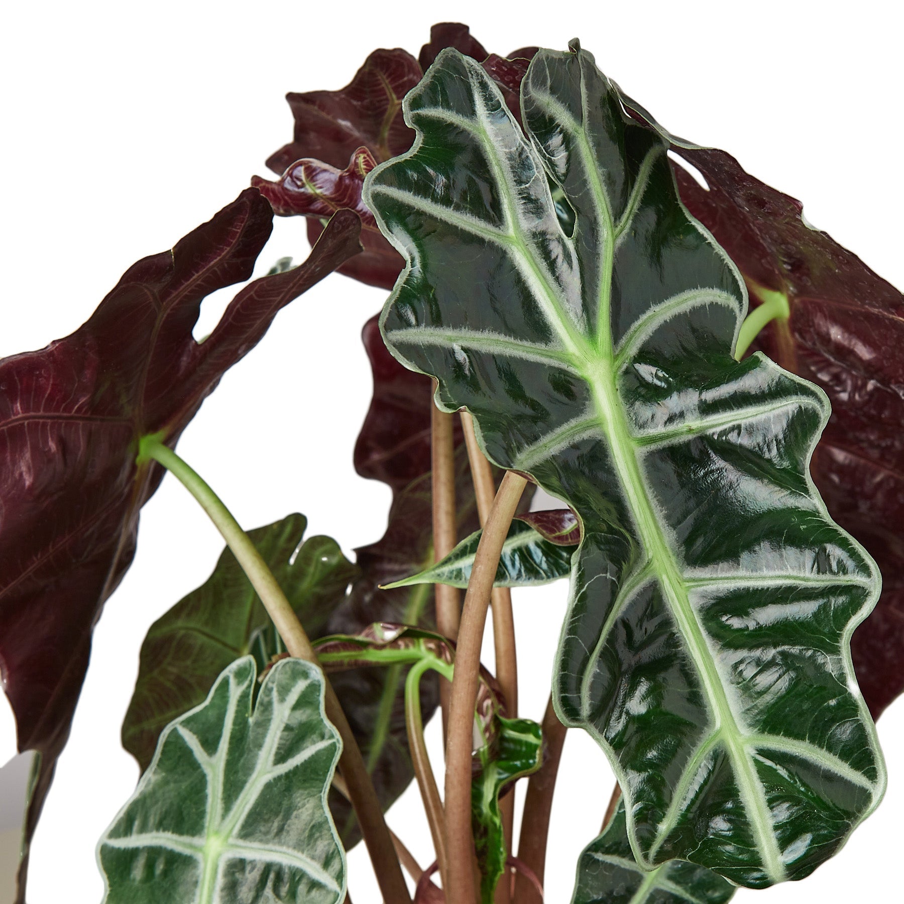 A plant with red and green leaves on a white background, available at the best garden center near me.