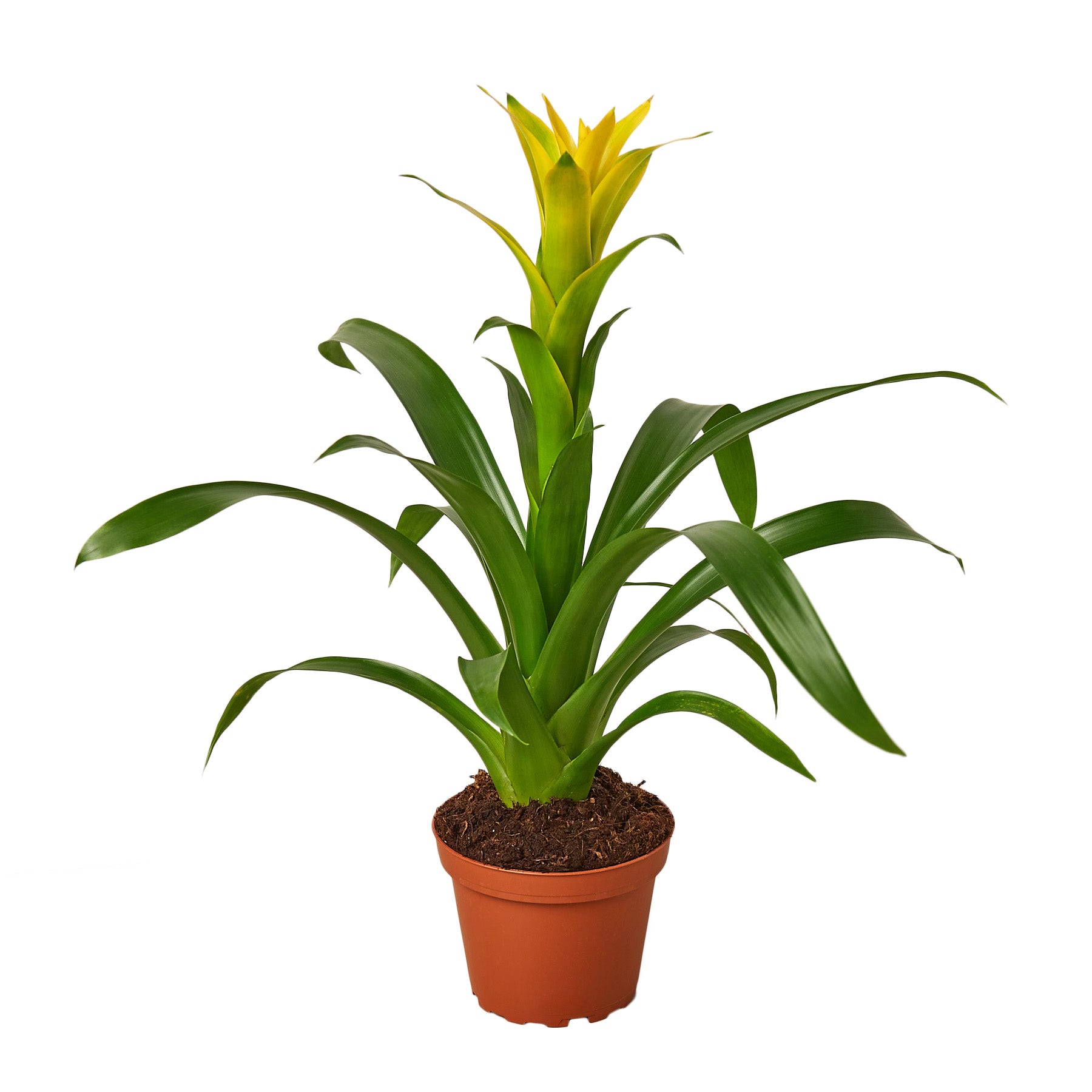 A yellow plant in a pot on a white background at one of the top plant nurseries near me.