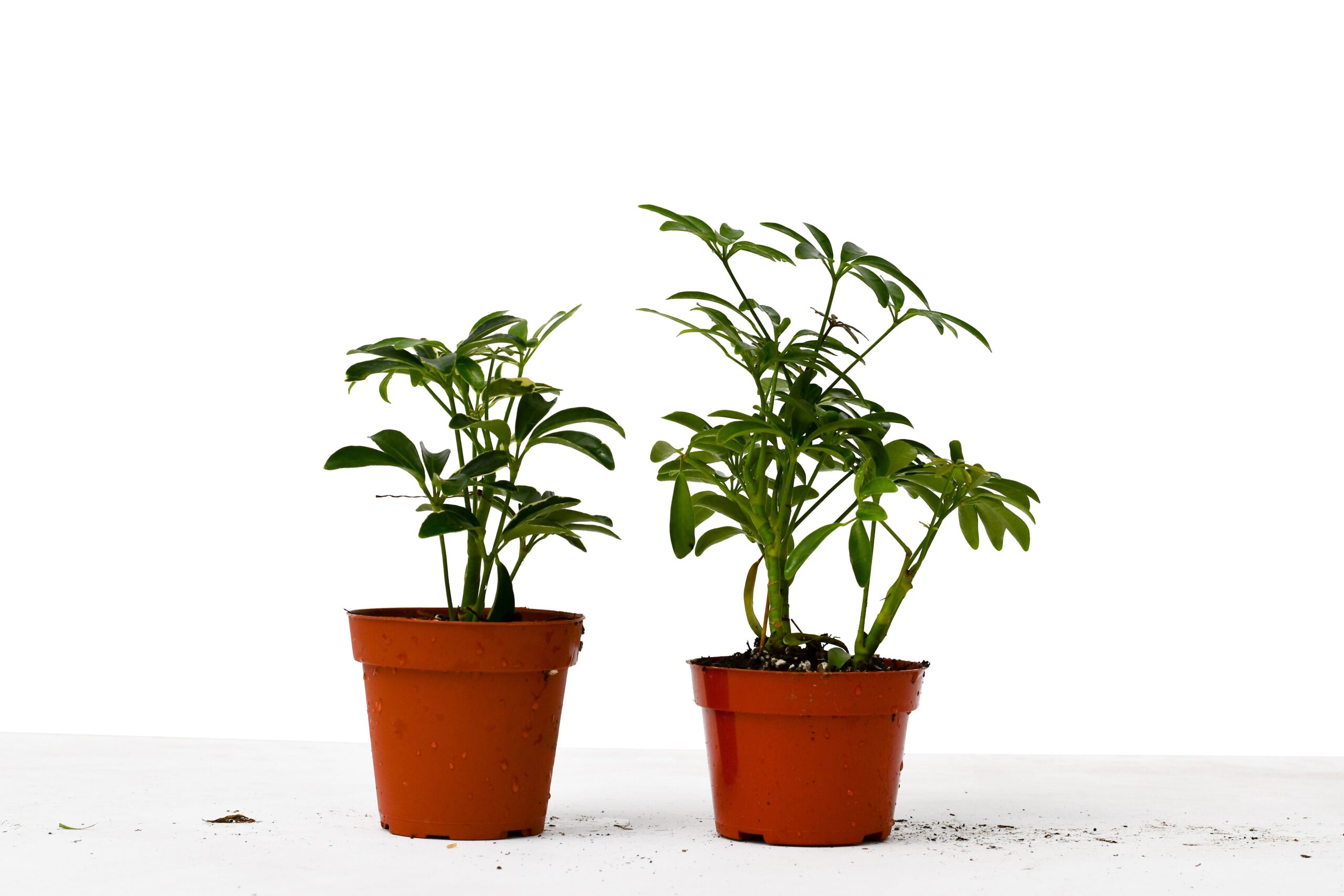 Two potted plants on a white surface at one of the best garden nurseries near me.