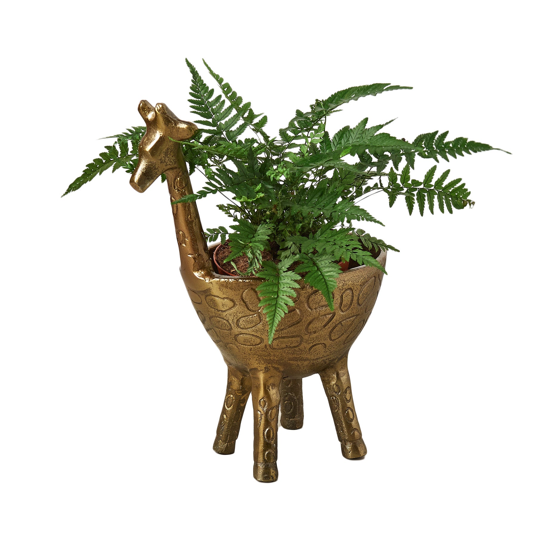 A gold planter featuring a giraffe, available at the best plant nursery near me.