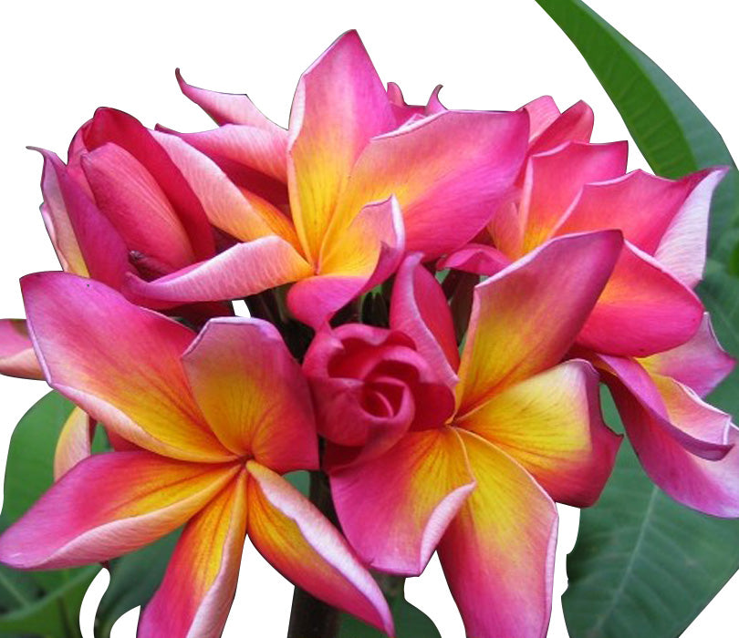 A bunch of pink and yellow flowers from the best garden nursery near me, elegantly arranged in a vase.