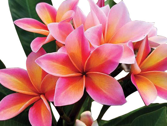 A vibrant arrangement of pink and orange flowers in a vase.