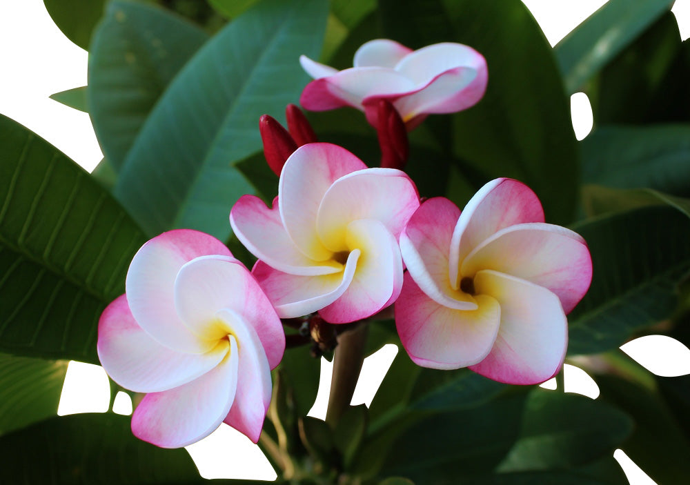 Three pink and white flowers are blooming on a beautiful plant at one of the top garden centers near me.