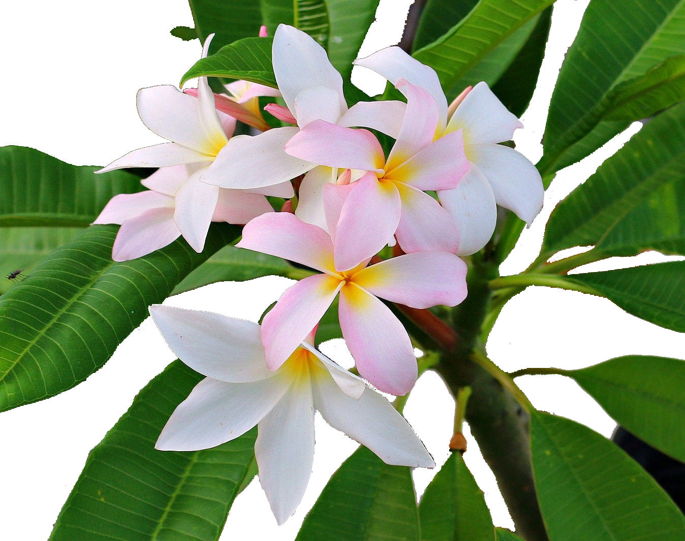 White and pink flowers on a tree in one of the best garden centers near me.