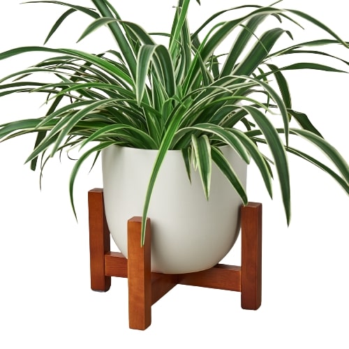 A white potted plant on a wooden stand at the best garden nursery near me.