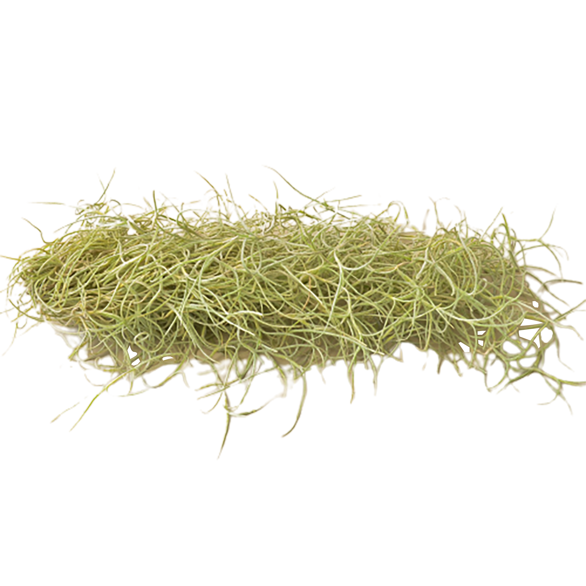 A pile of grass on a white background at one of the best plant nurseries near me.