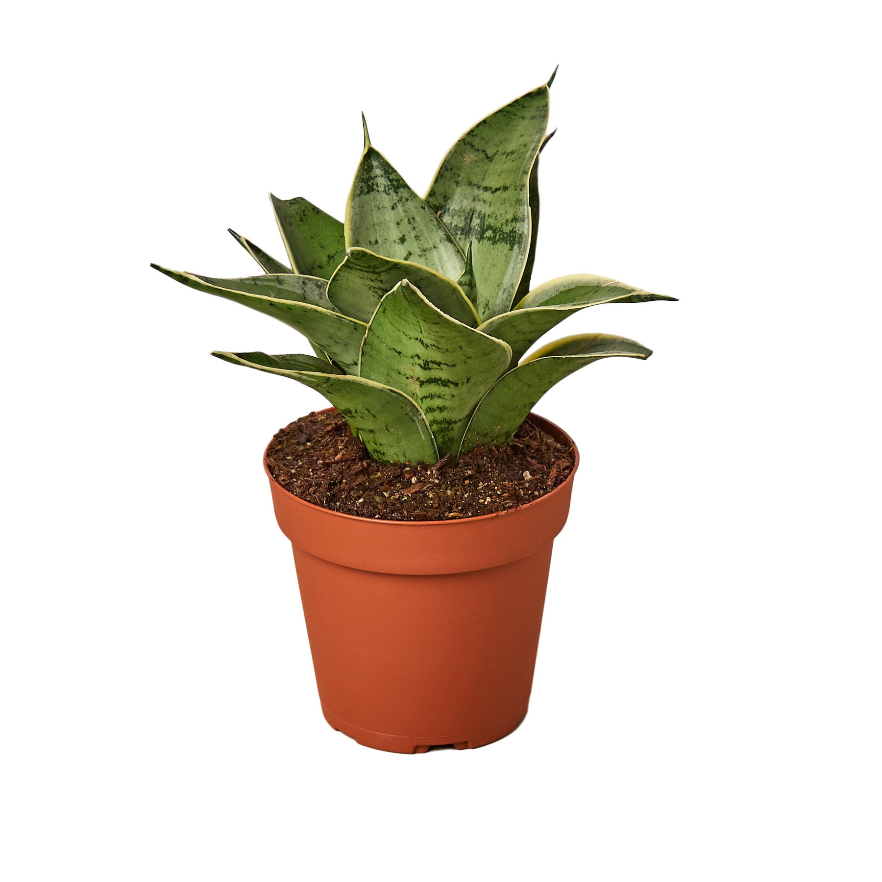 Aloe vera plant in a pot on a white background, available at the best garden nursery near me.