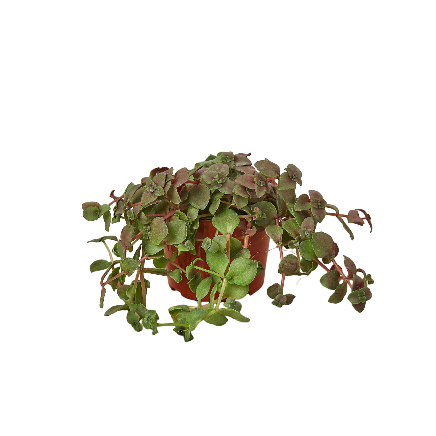 A small plant in a pot on a table at one of the best garden centers near me.