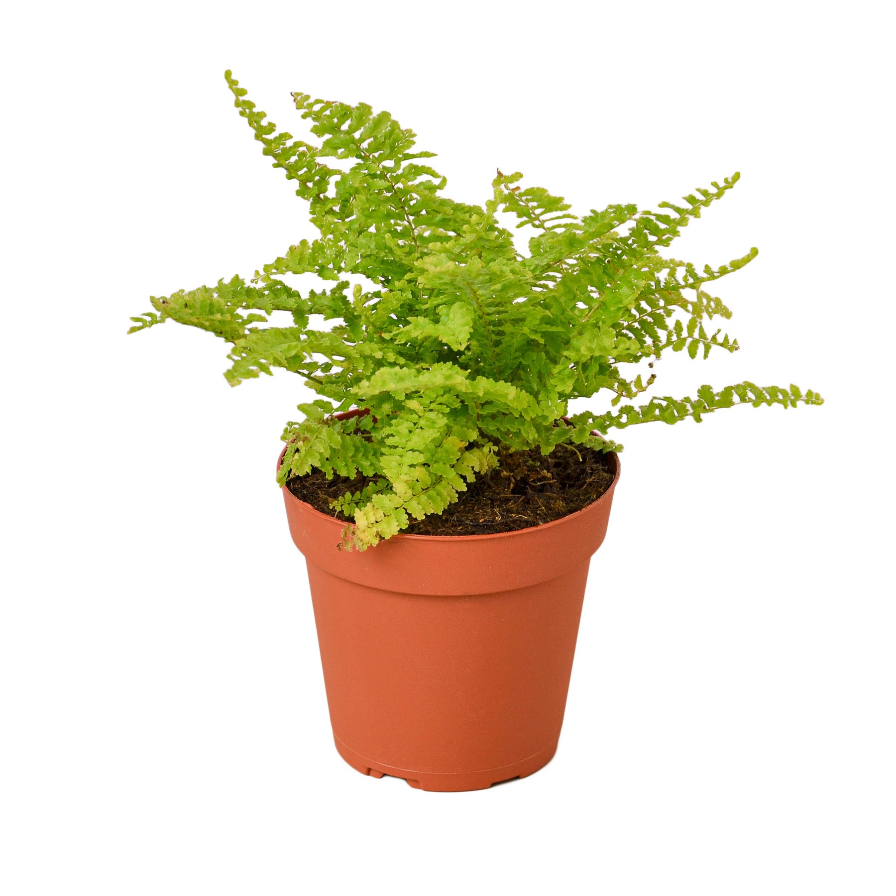 A fern plant in a pot on a white background, obtained from one of the best garden nurseries near me.