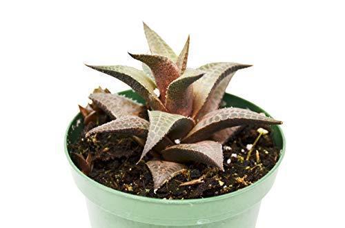 A plant in a green pot on a white background, displayed at a top garden center near me.