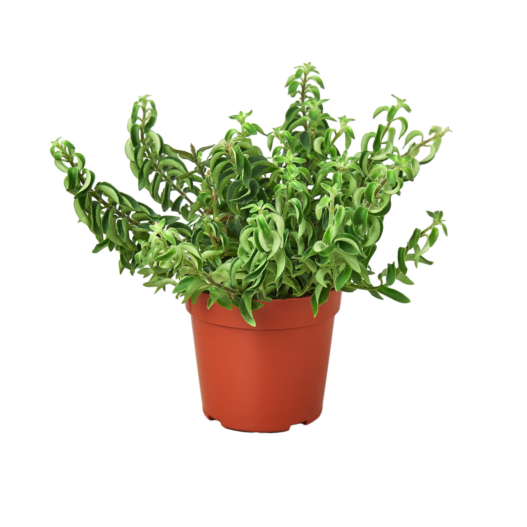 A plant in a pot on a white background at one of the top plant nurseries near me.