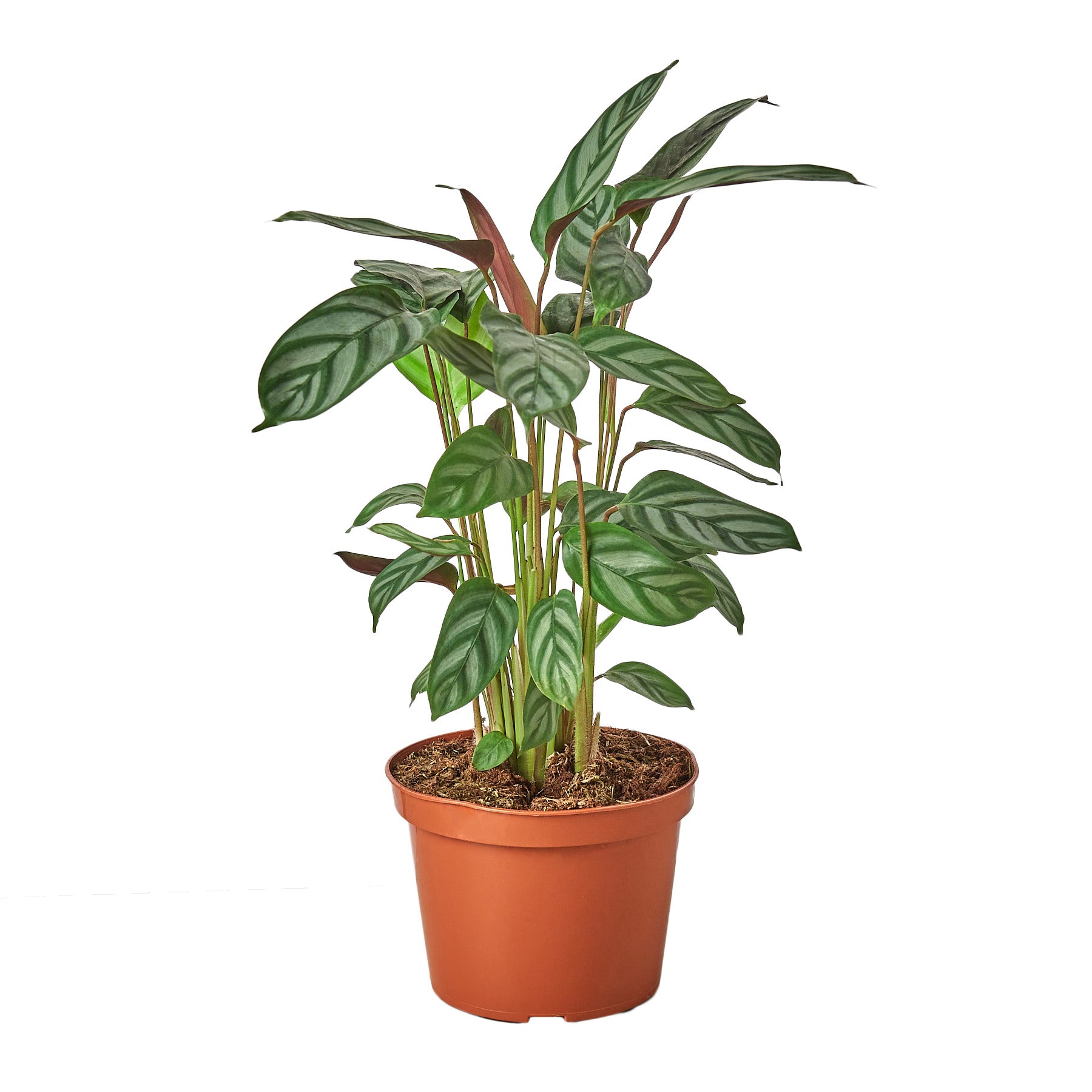 A potted plant on a white background.