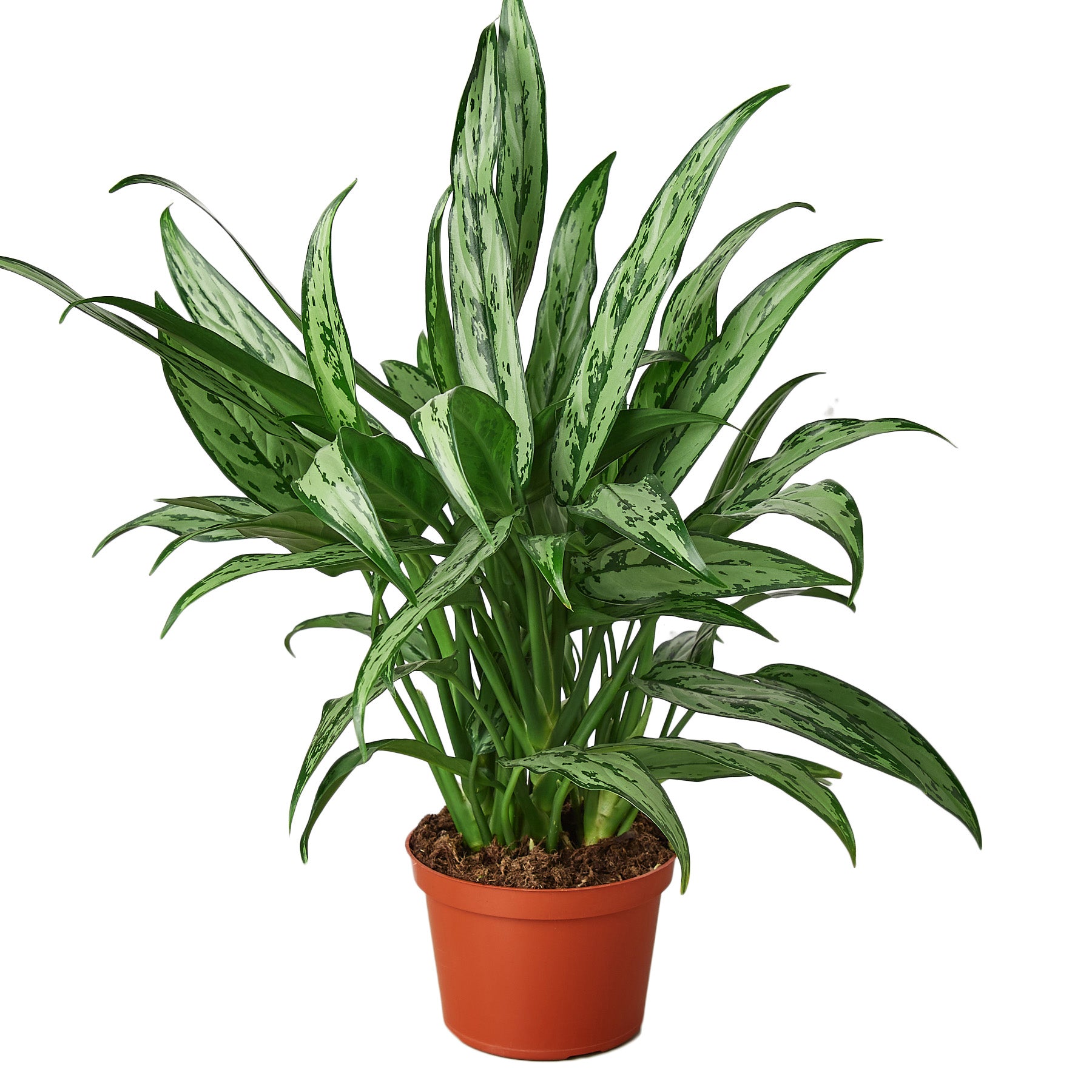 A snake plant in a pot on a white background displayed at one of the top garden centers near me.