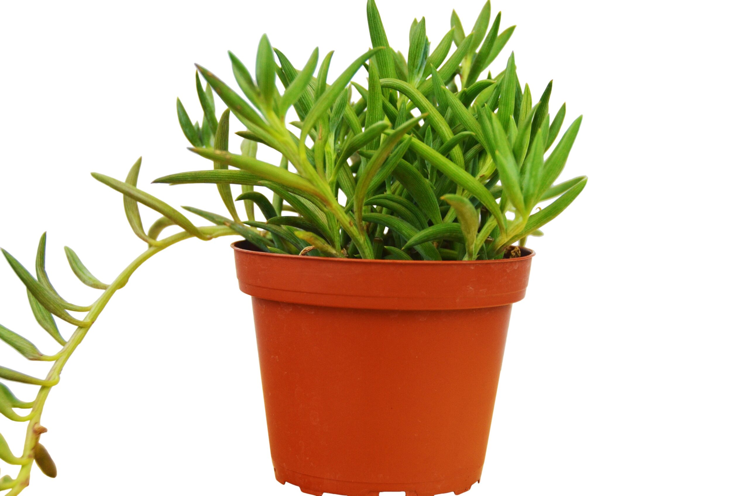 A plant in a pot on a white background at one of the best garden nurseries near me.