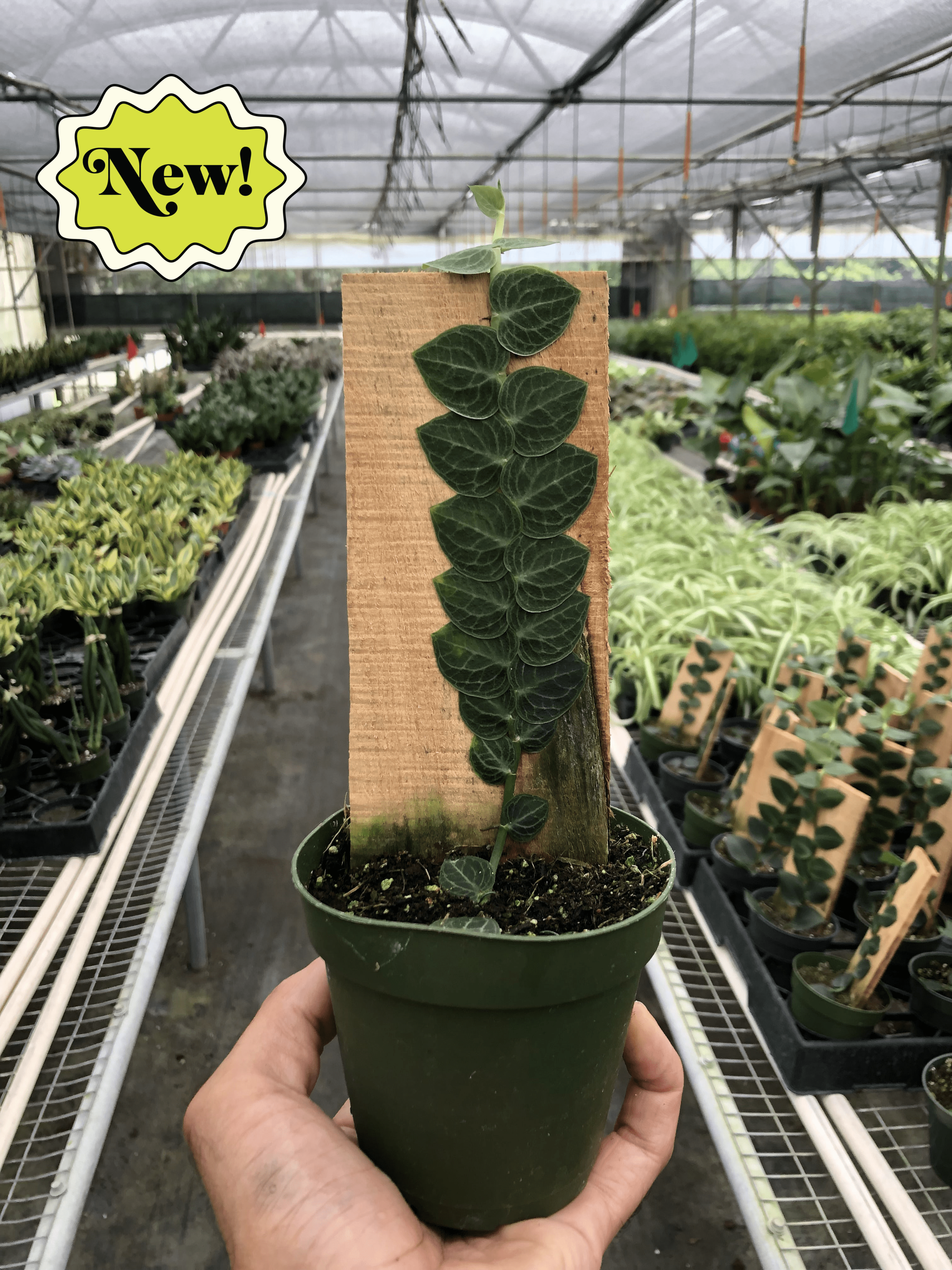 A person holding a plant in a pot at a top garden nursery near me.