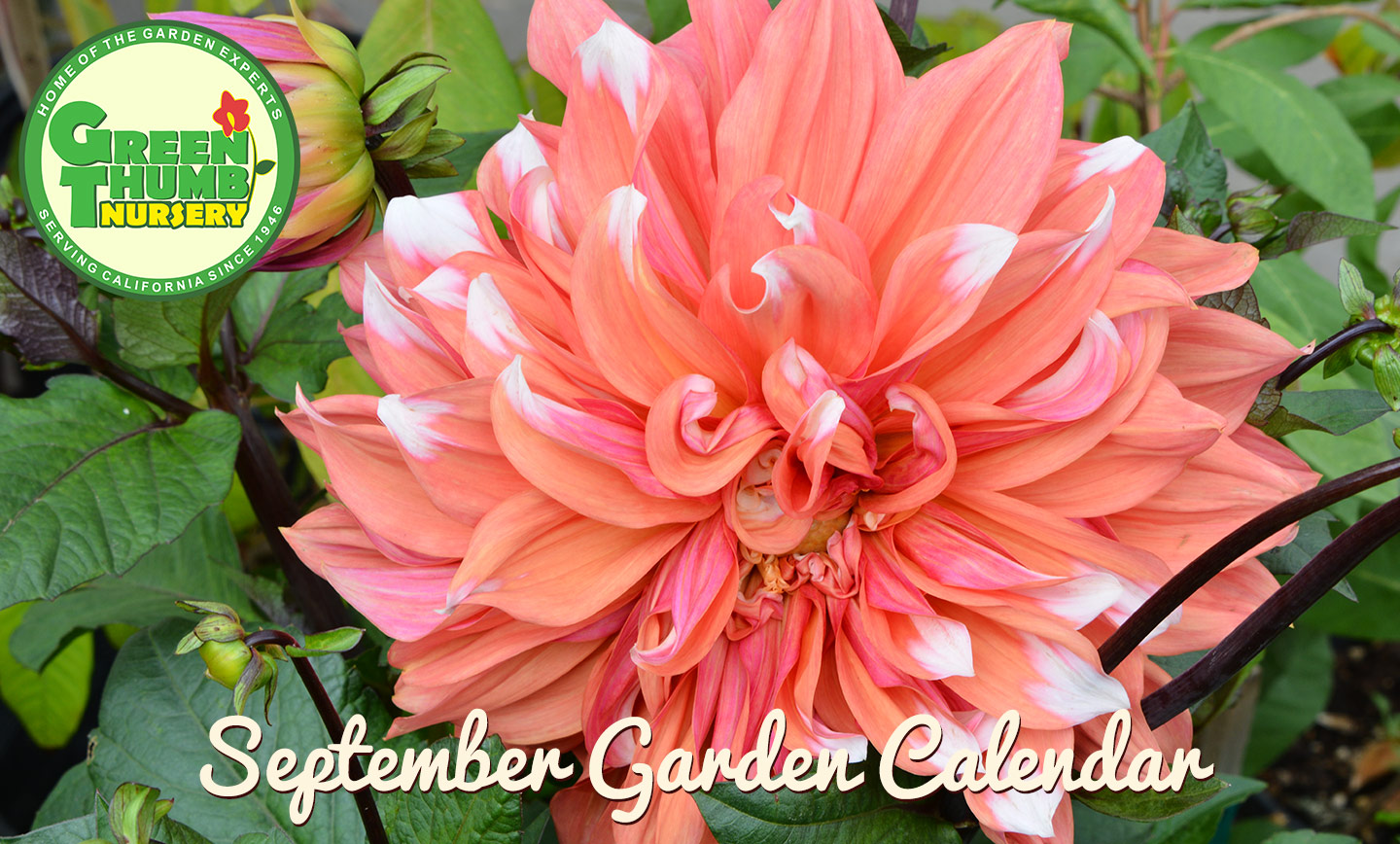 January Garden Calendar - Green Thumb Nursery