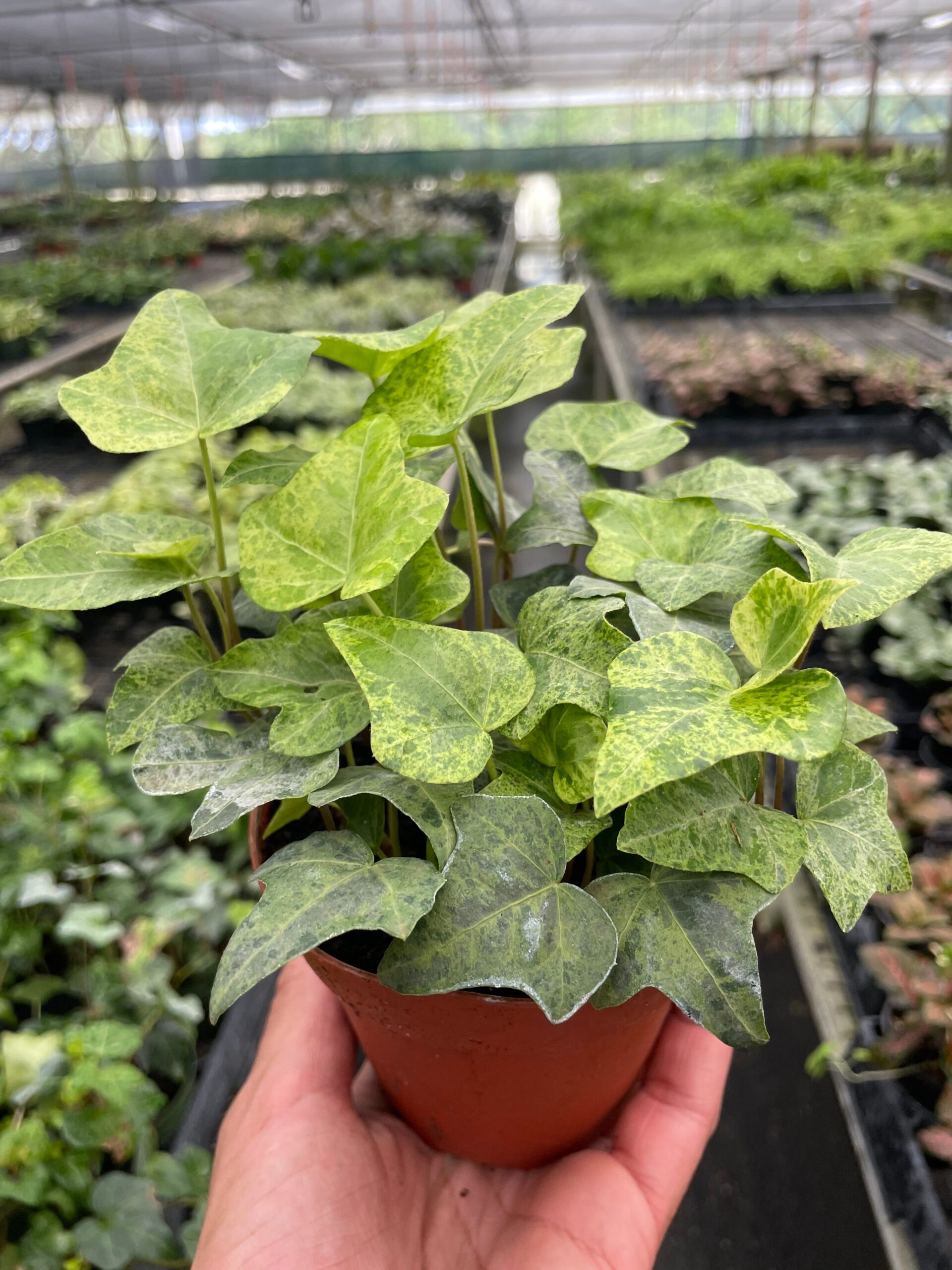 A person holding a pot of ivy in a greenhouse.