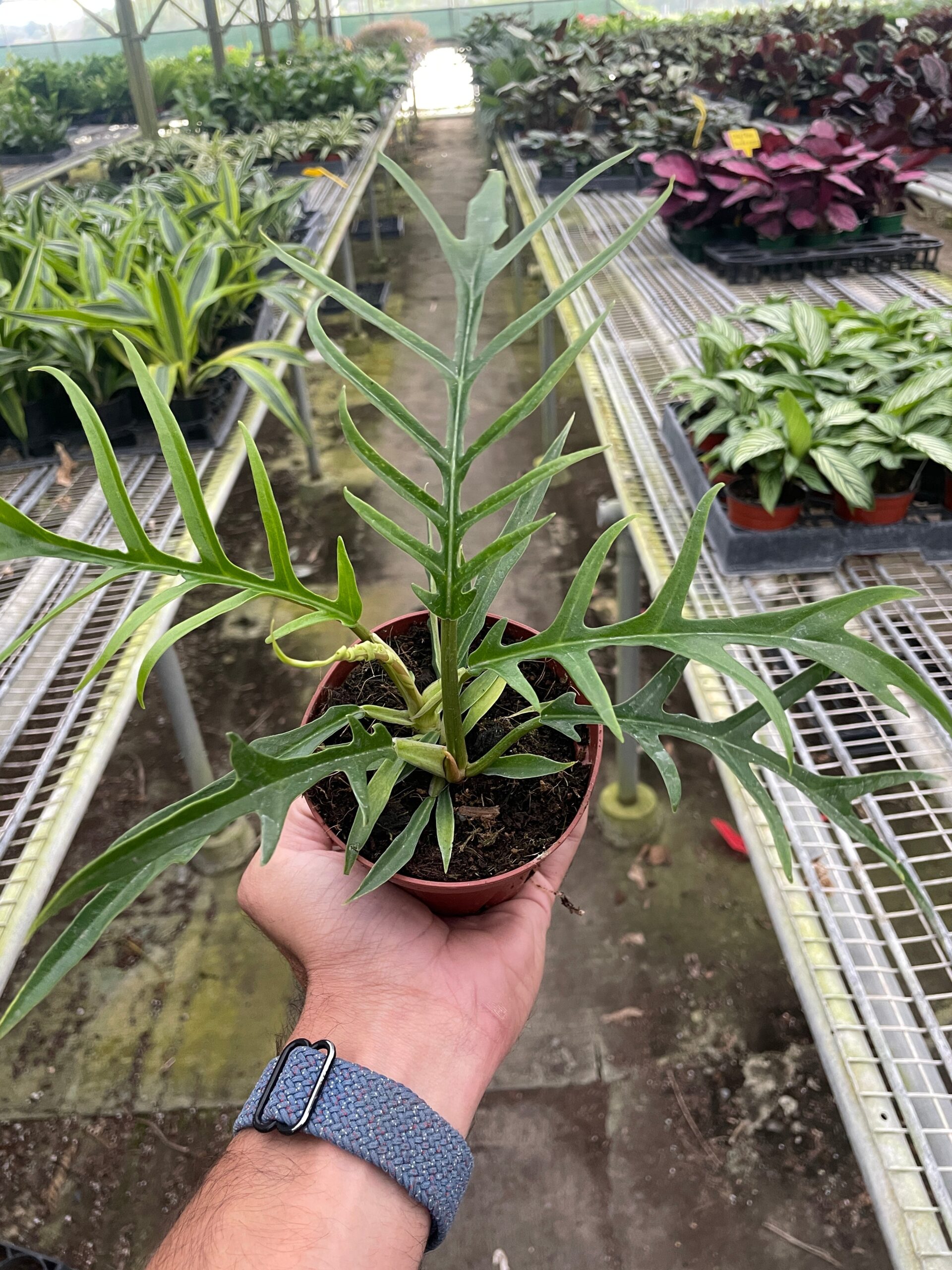 A person holding a potted plant in a greenhouse.