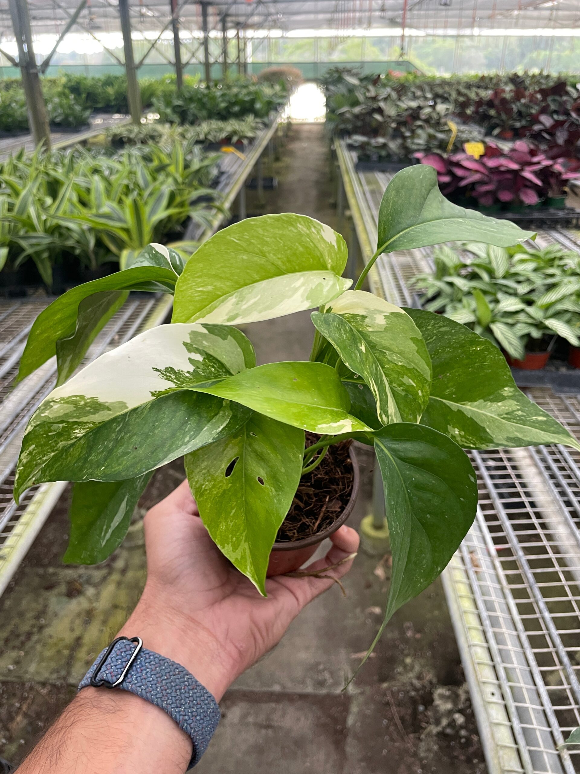 A person holding a plant in a greenhouse.