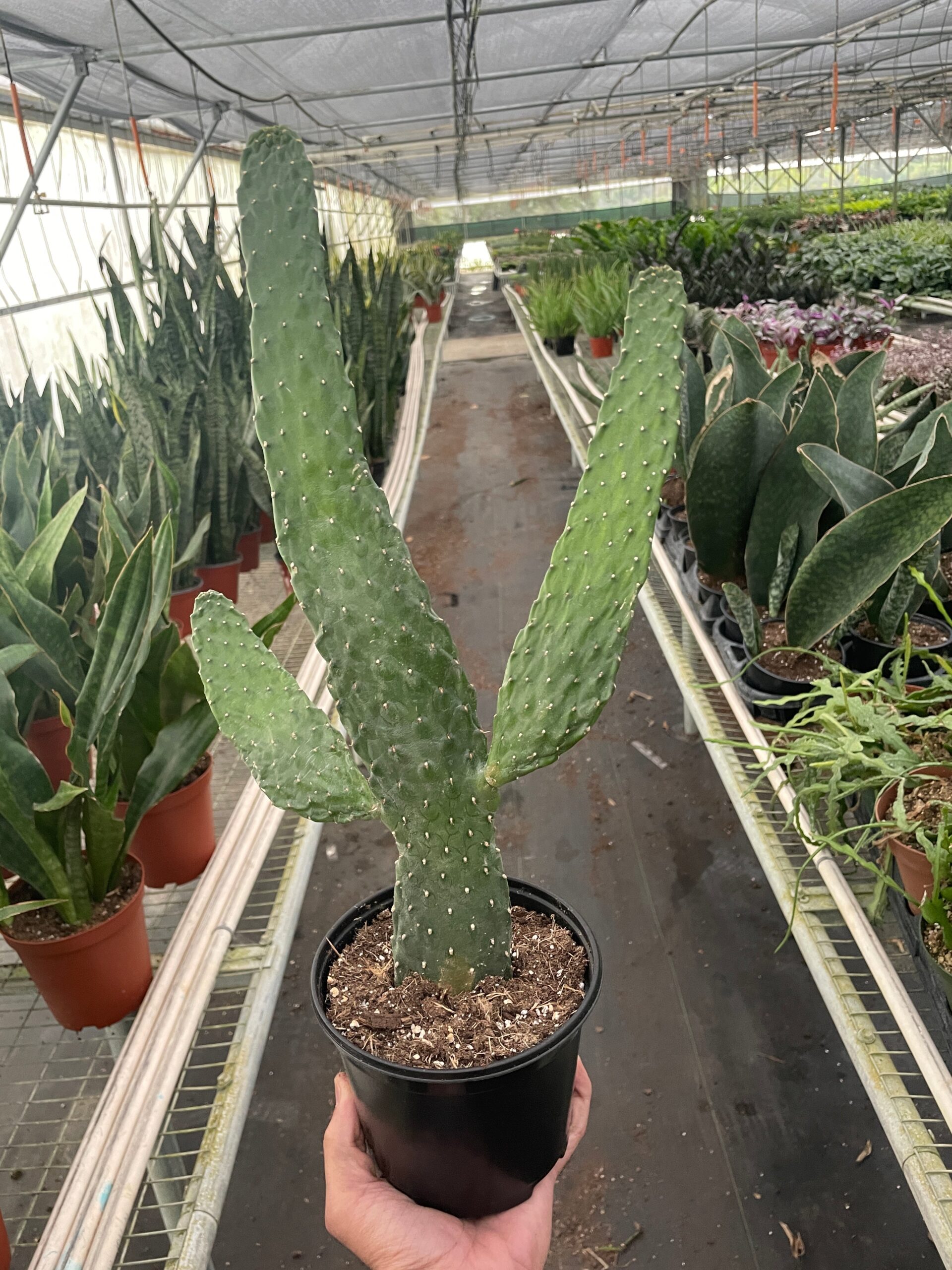 A person holding a cactus in a greenhouse.