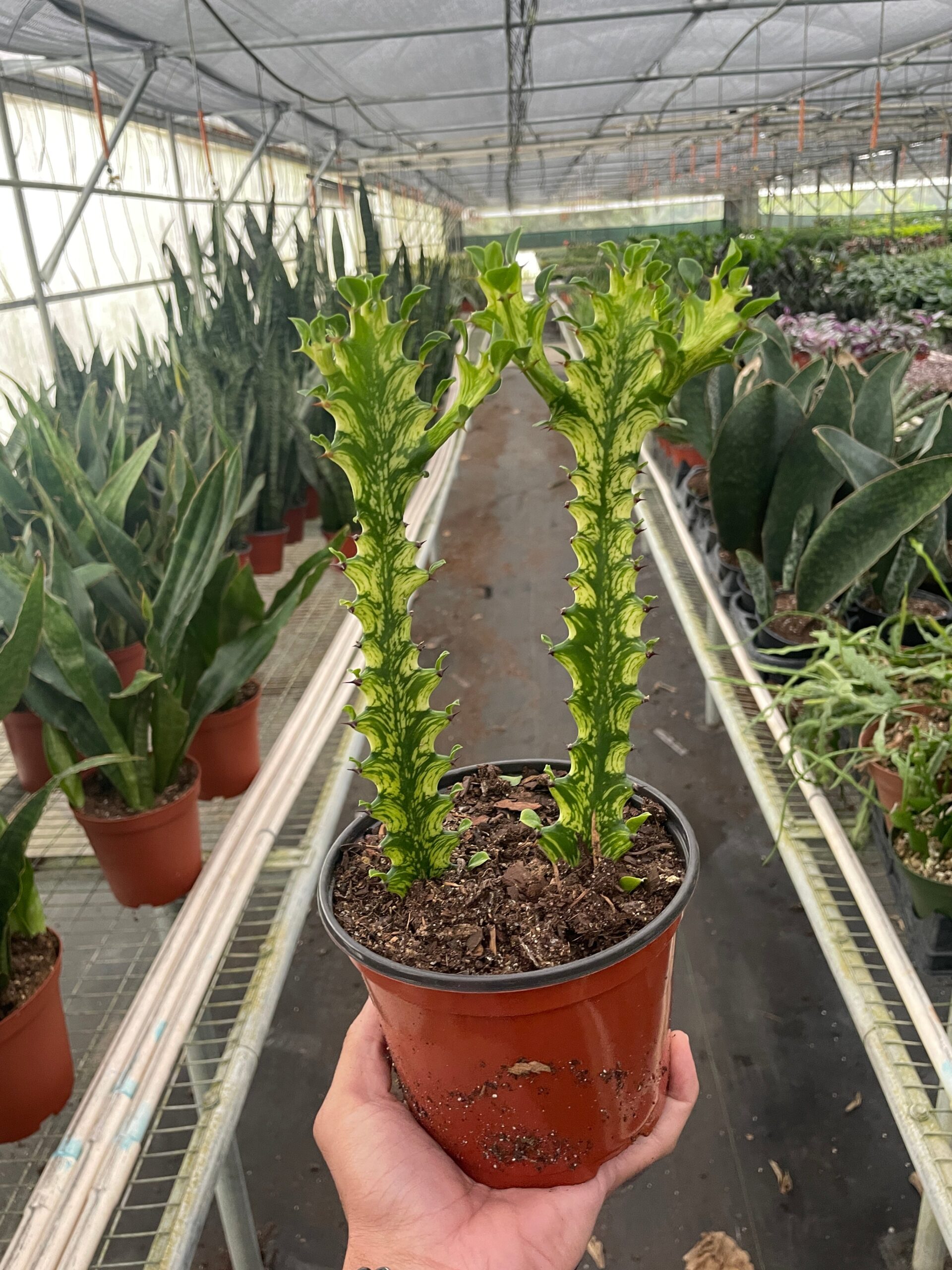 A person holding a potted plant in a greenhouse.