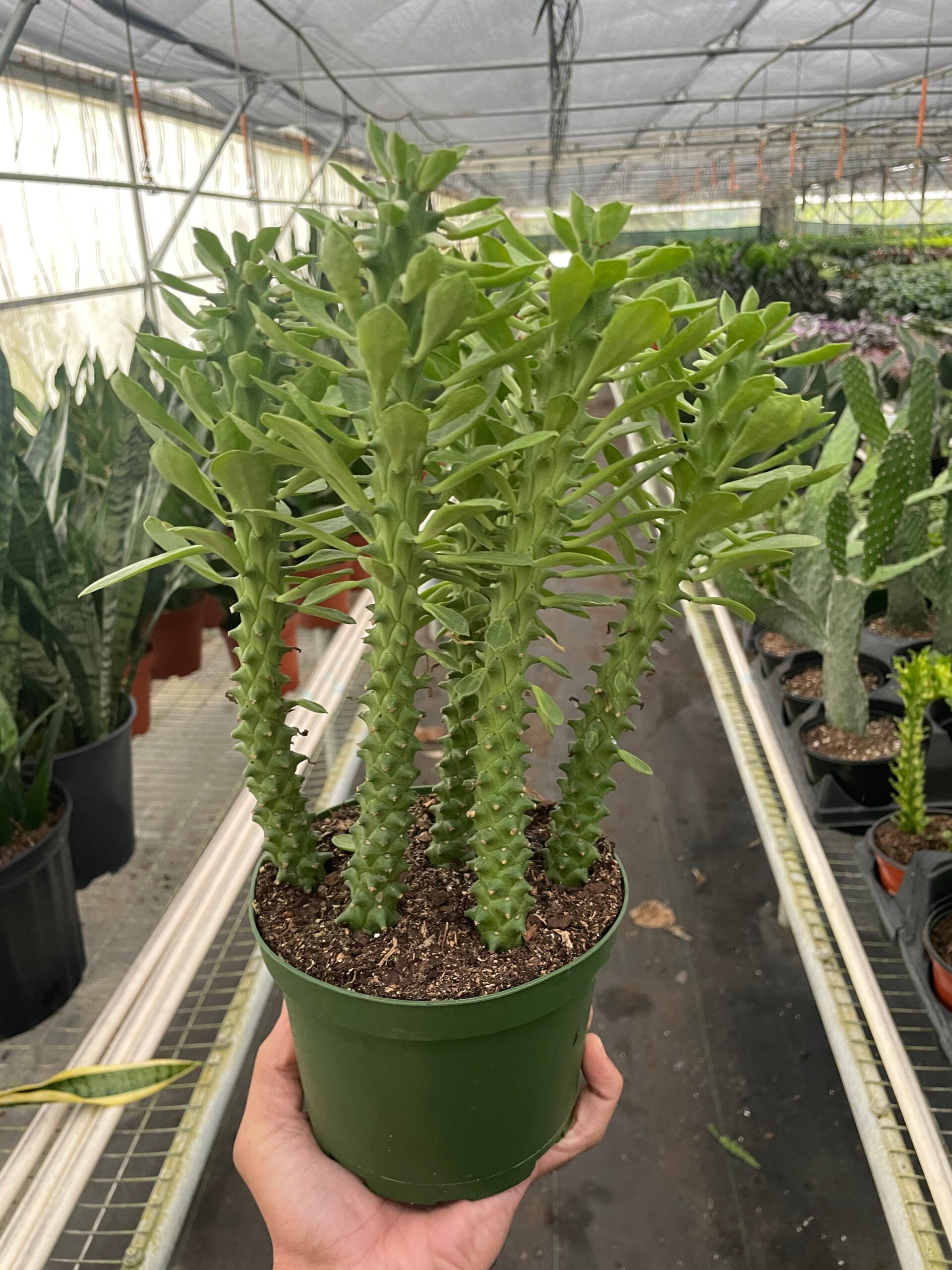 A person holding a potted plant in a greenhouse.