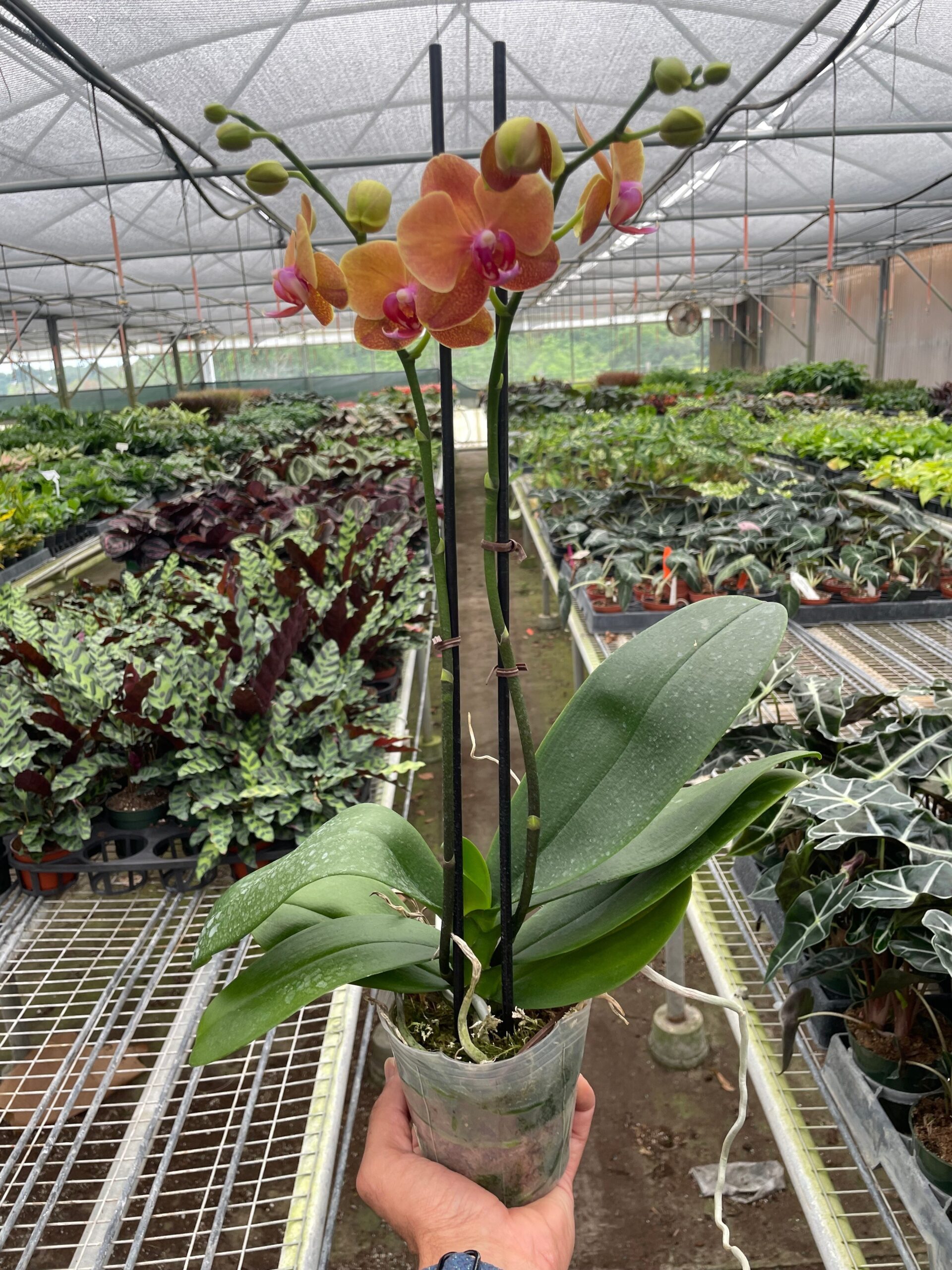 A person holding a potted orchid in a greenhouse.